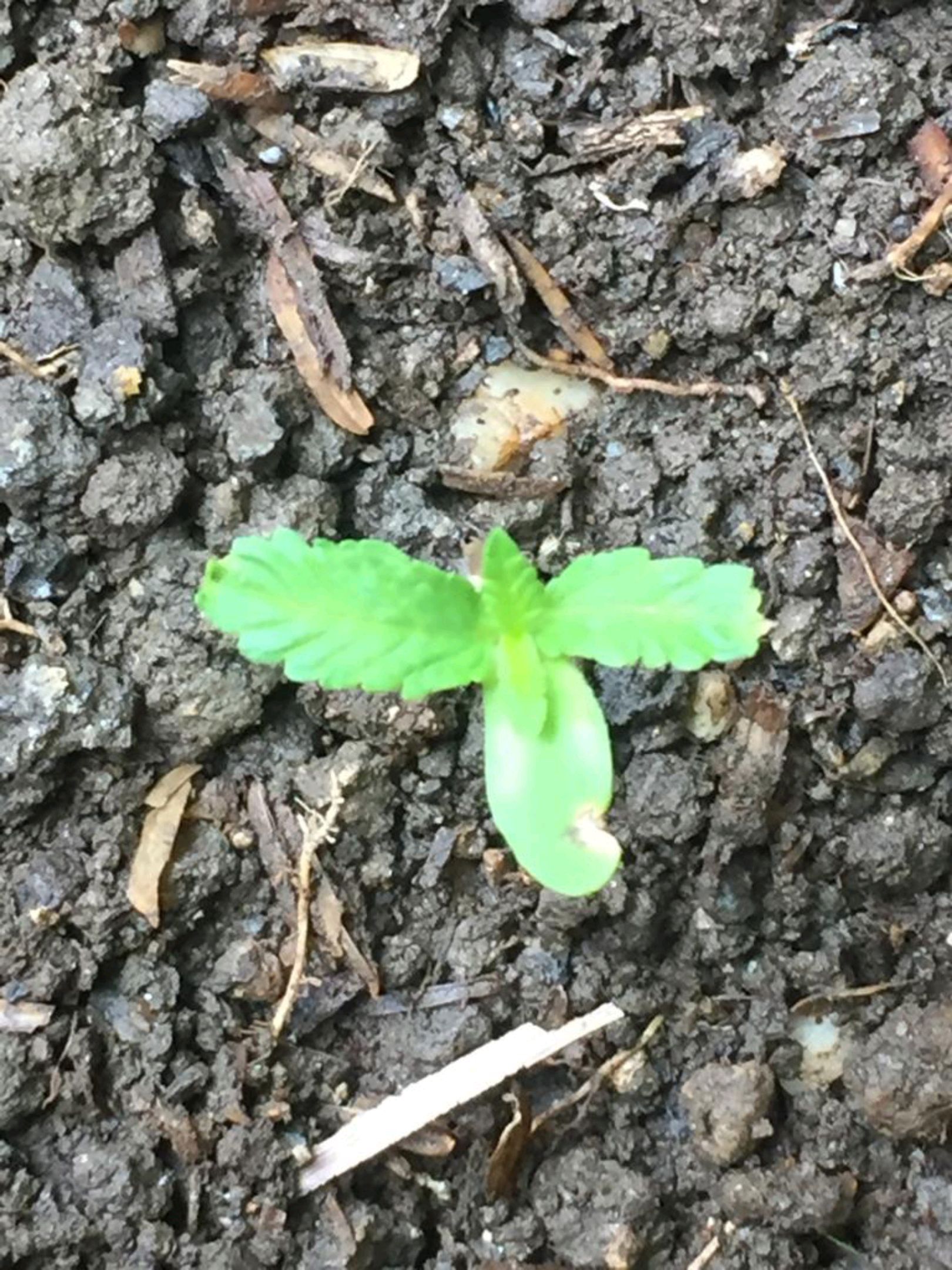 Auto Super Skunk 1 growlog photo 34