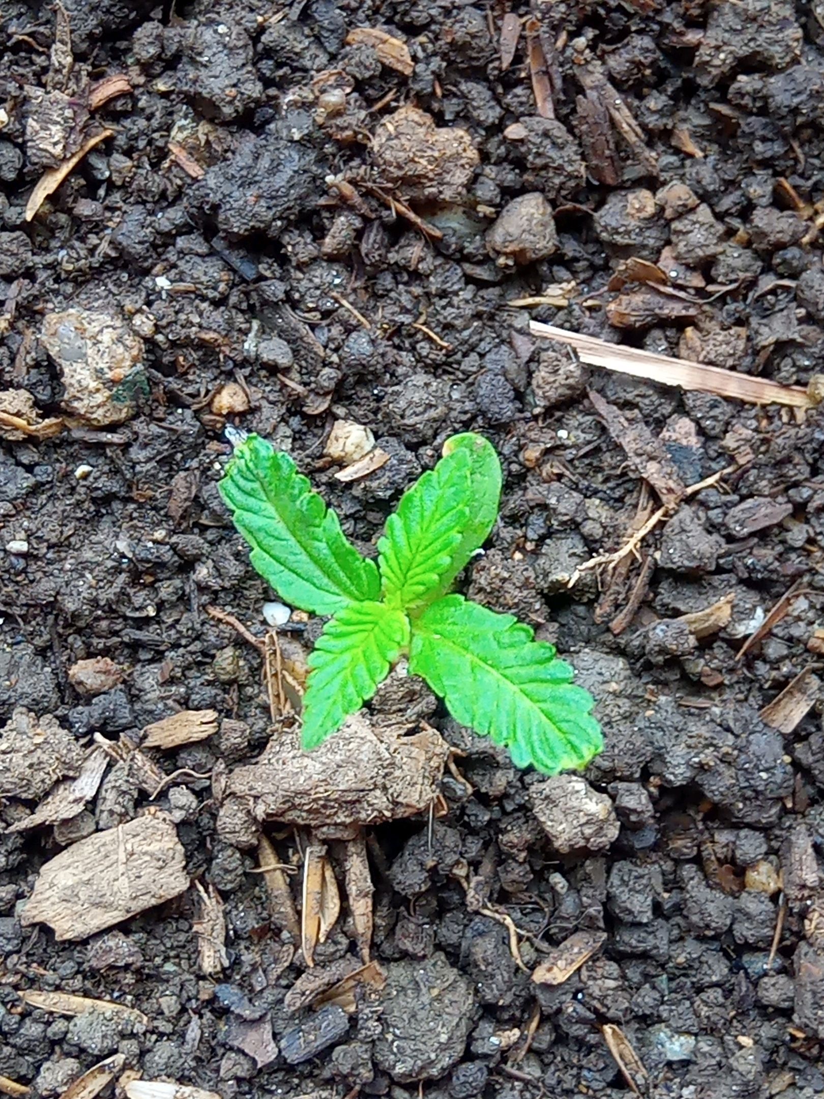 Auto Super Skunk 1 growlog photo 35