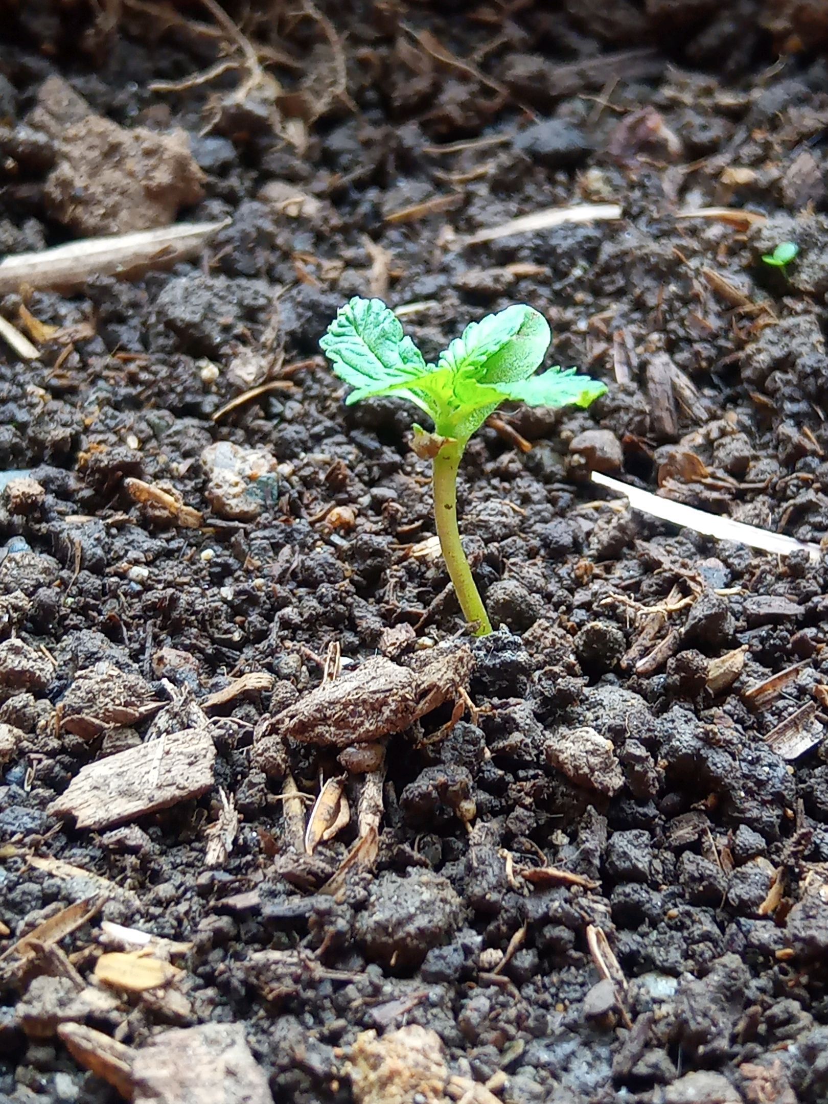 Auto Super Skunk 1 growlog photo 36