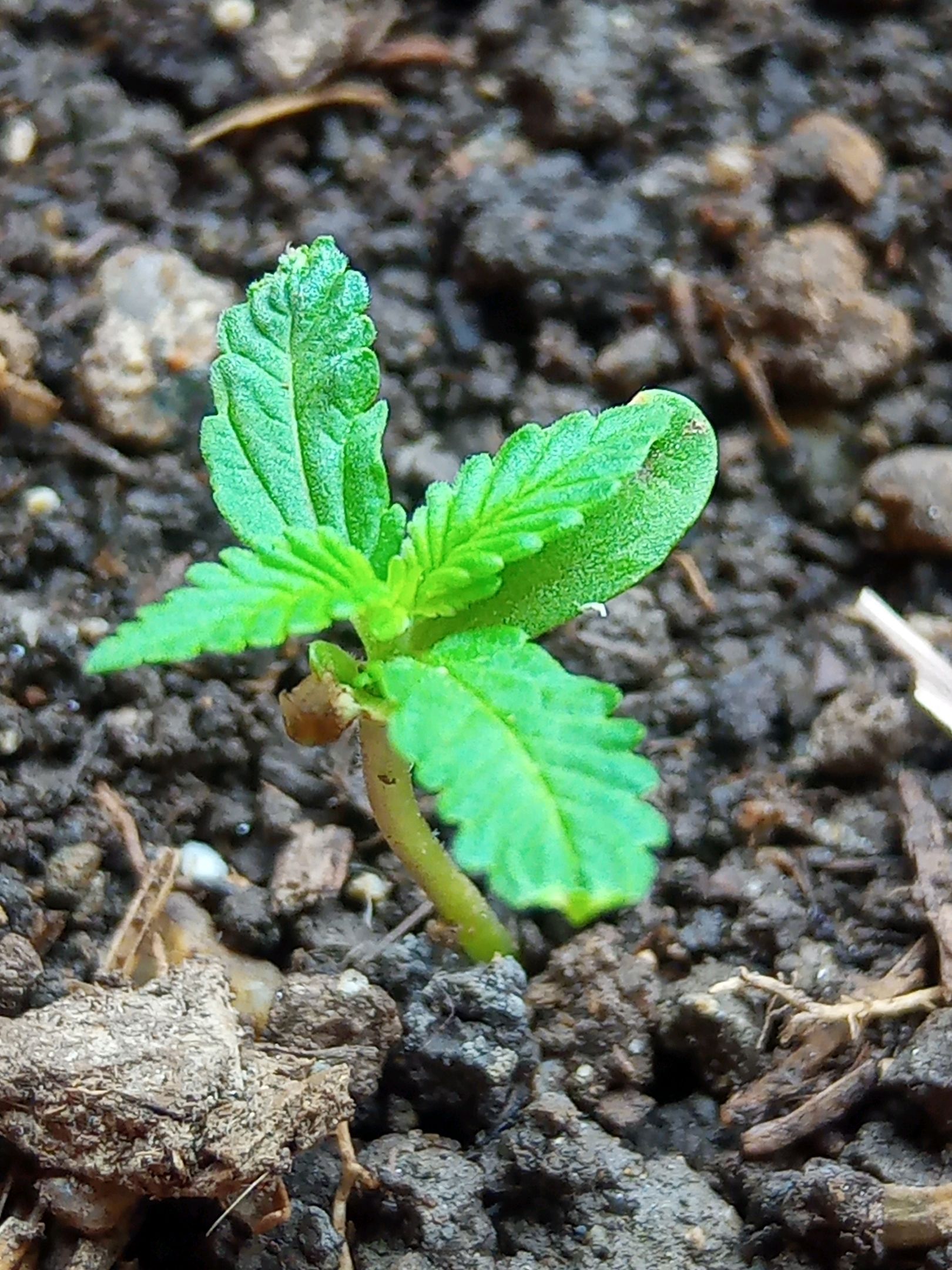 Auto Super Skunk 1 growlog photo 37