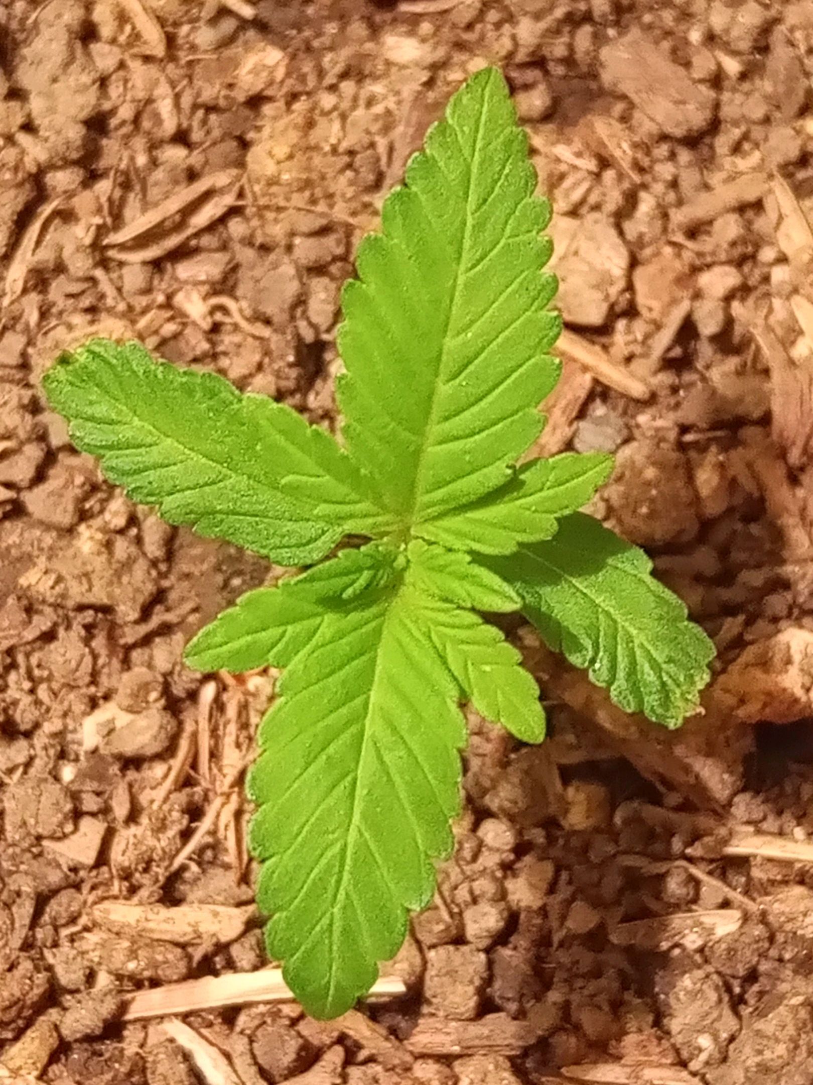 Auto Super Skunk 1 growlog photo 38