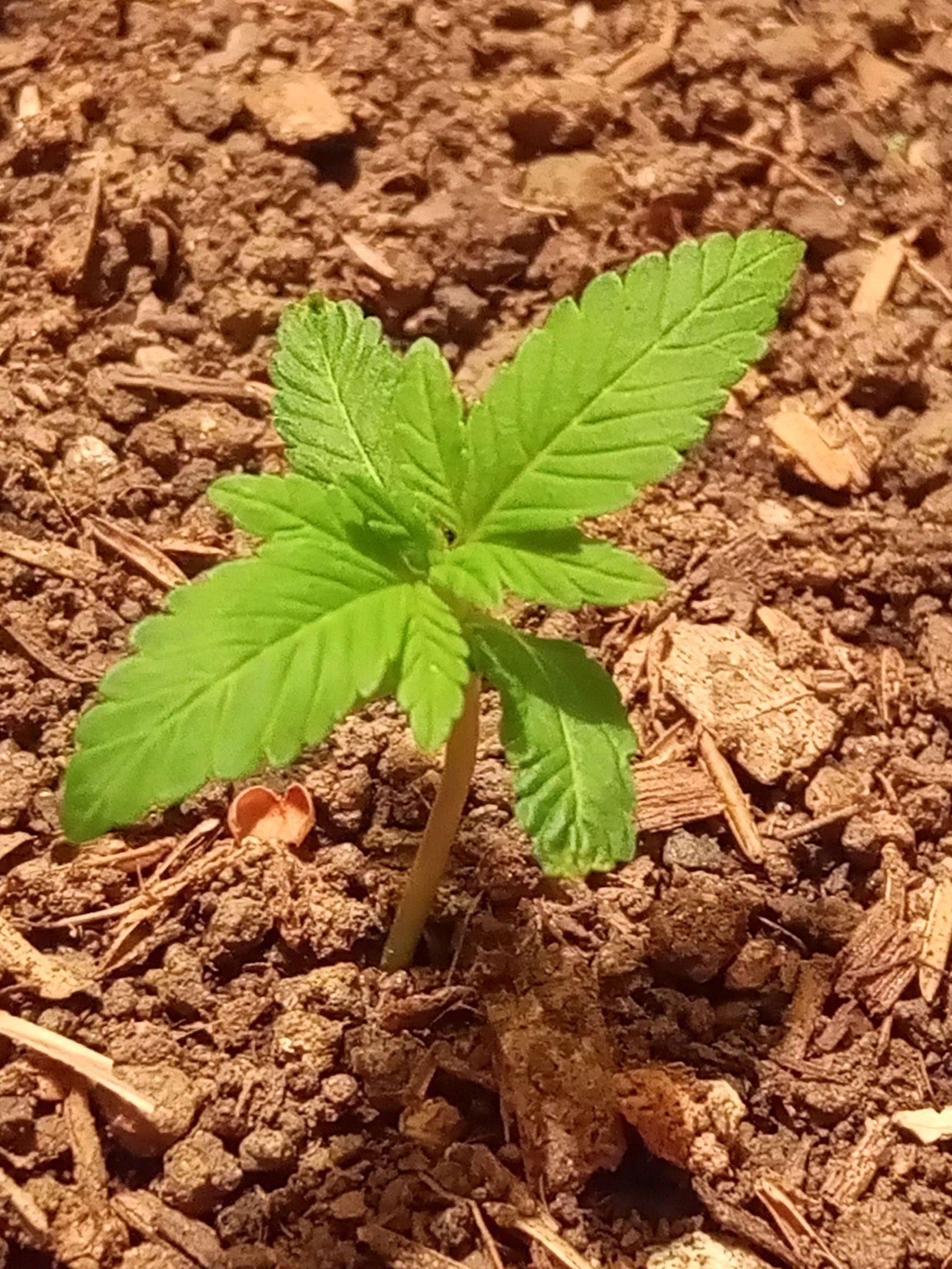 Auto Super Skunk 1 growlog photo 39