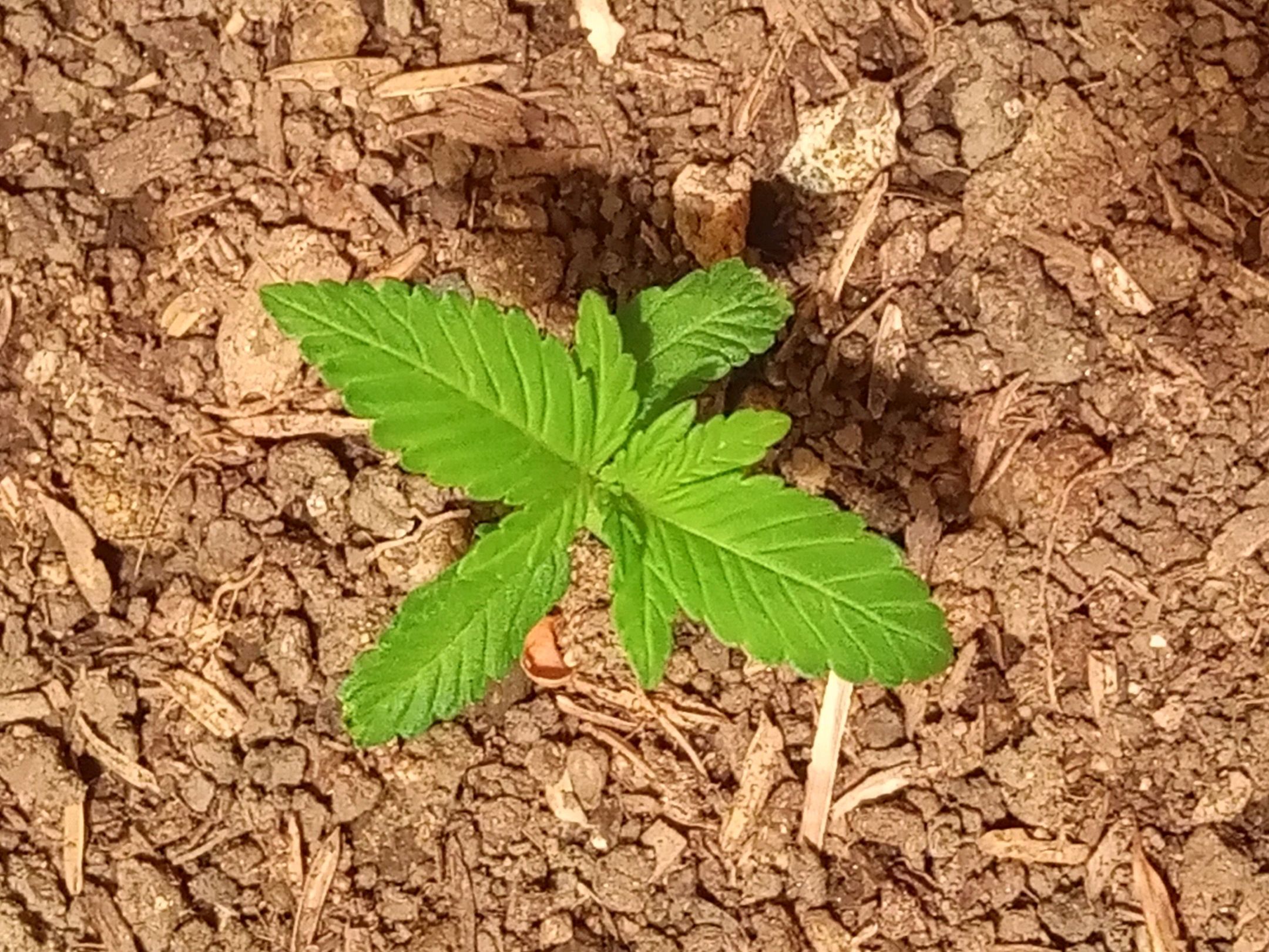 Auto Super Skunk 1 growlog photo 40