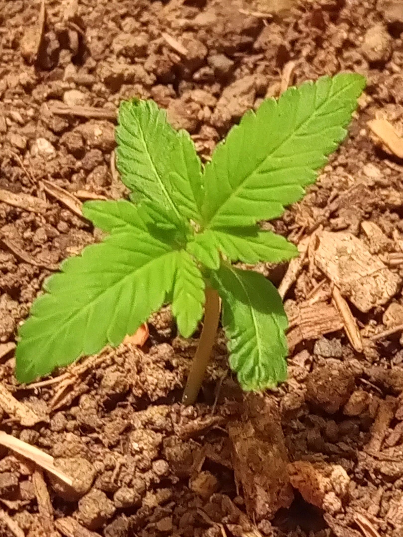 Auto Super Skunk 1 growlog photo 41