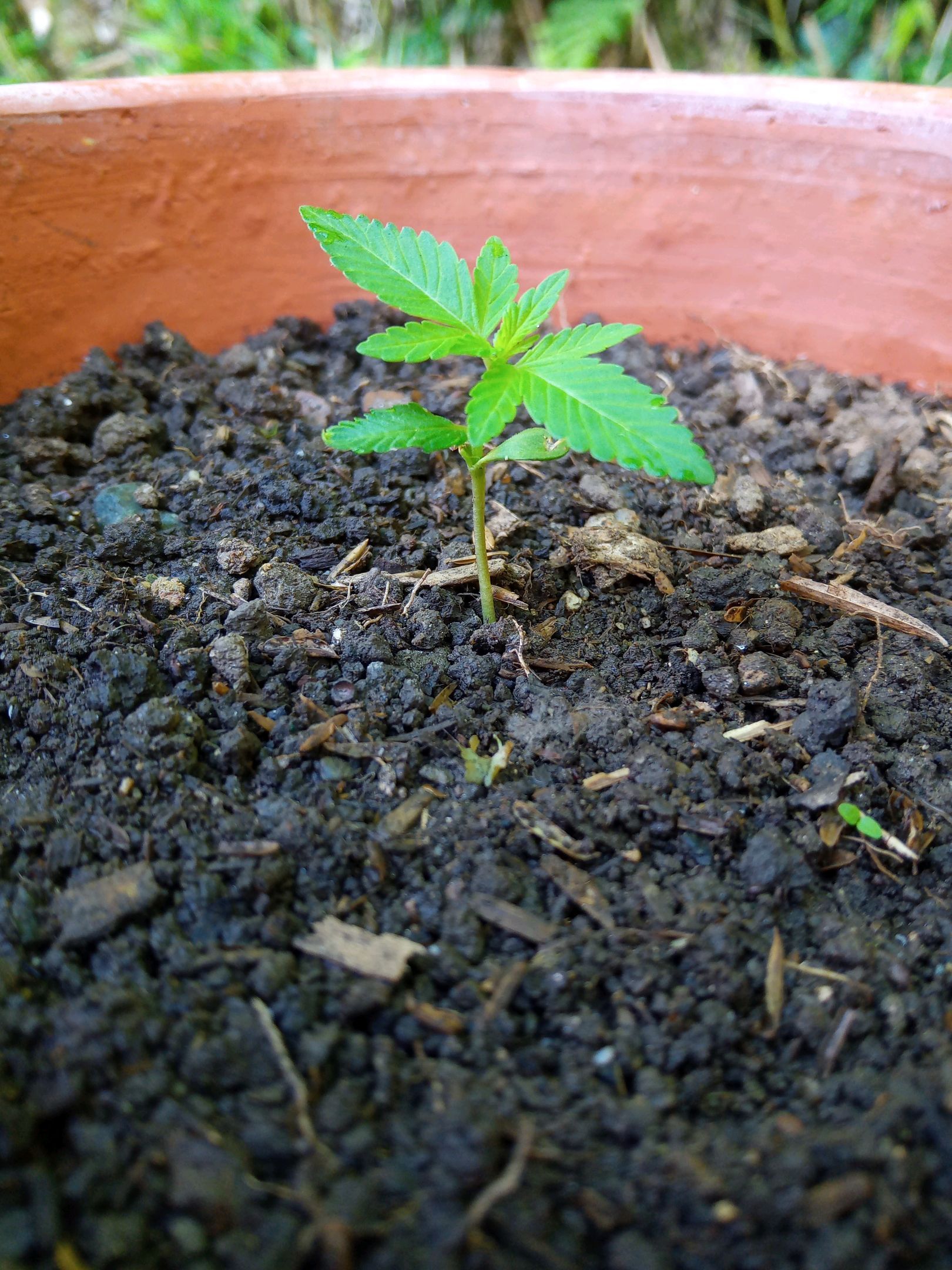 Auto Super Skunk 1 growlog photo 46