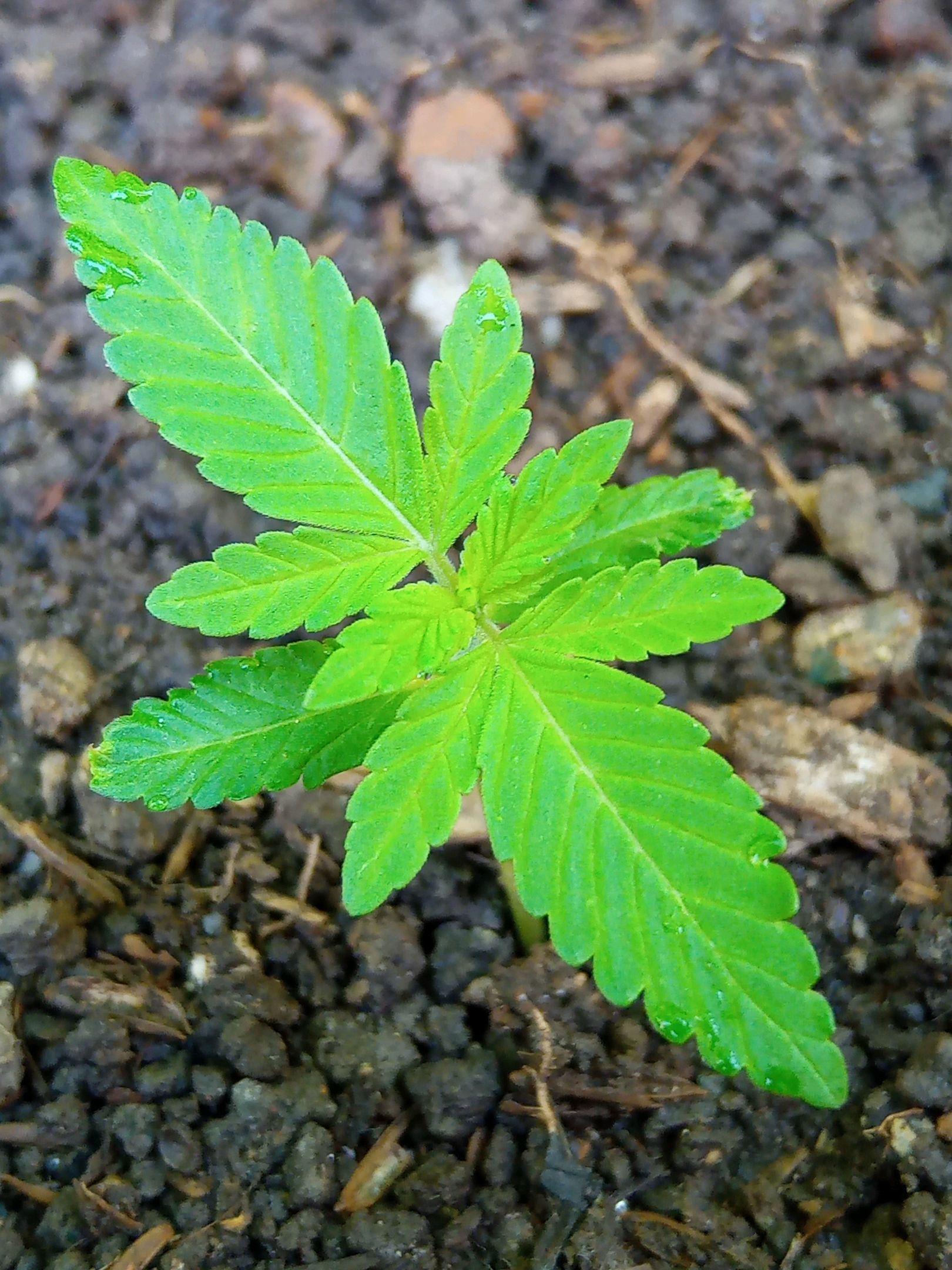 Auto Super Skunk 1 growlog photo 45