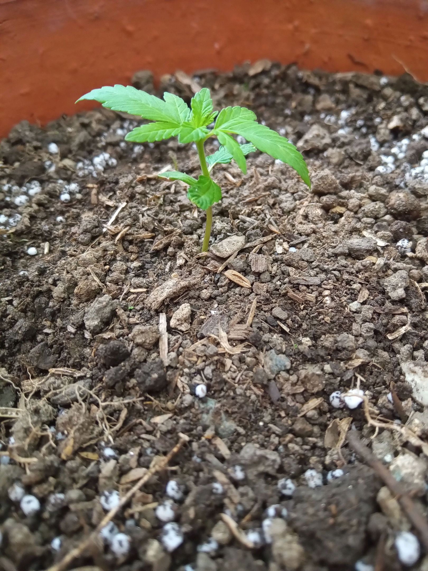 Auto Super Skunk 1 growlog photo 43