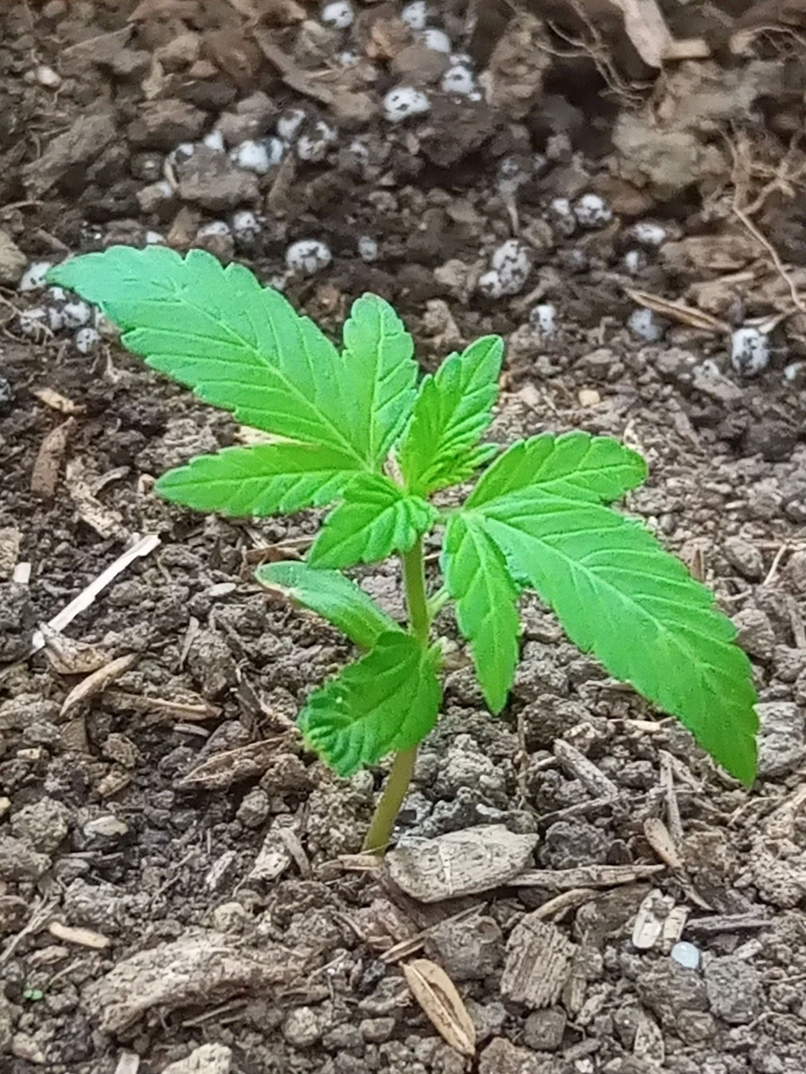 Auto Super Skunk 1 growlog photo 42
