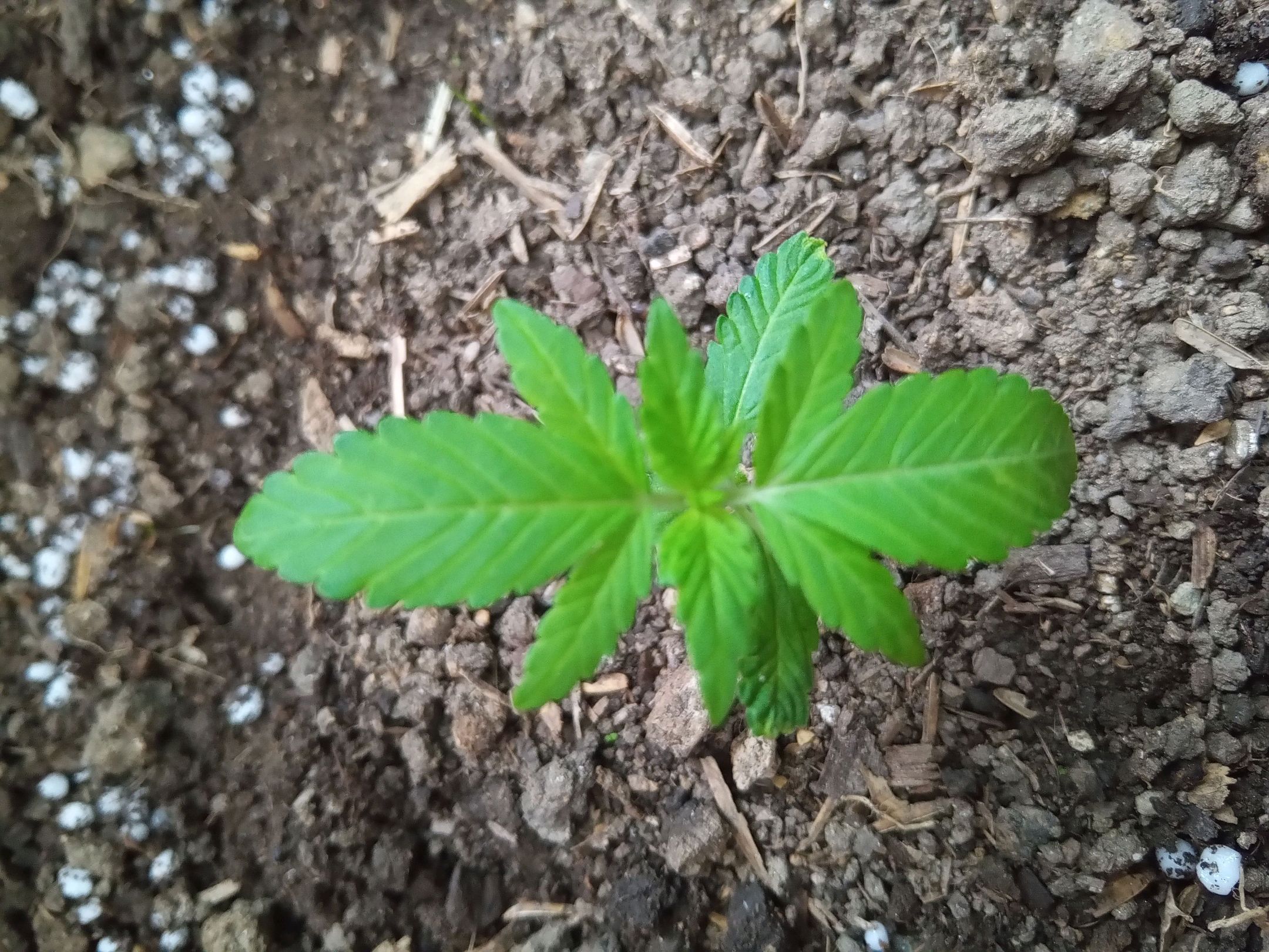 Auto Super Skunk 1 growlog photo 44