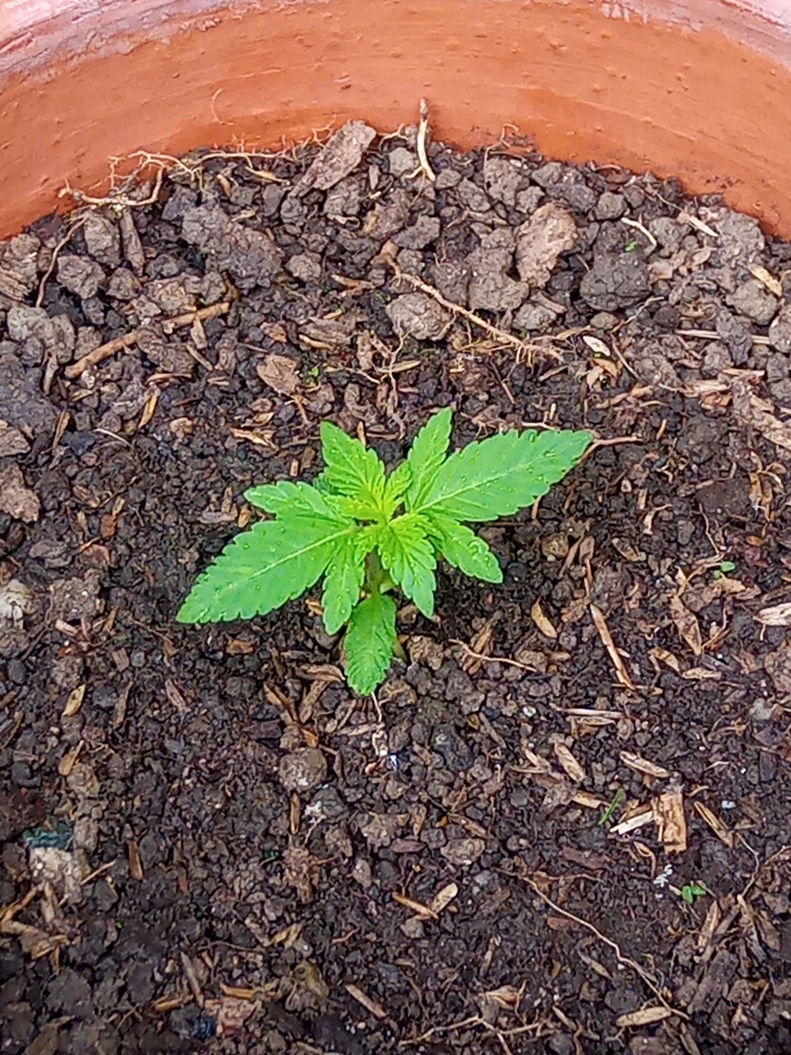 Auto Super Skunk 1 growlog photo 47