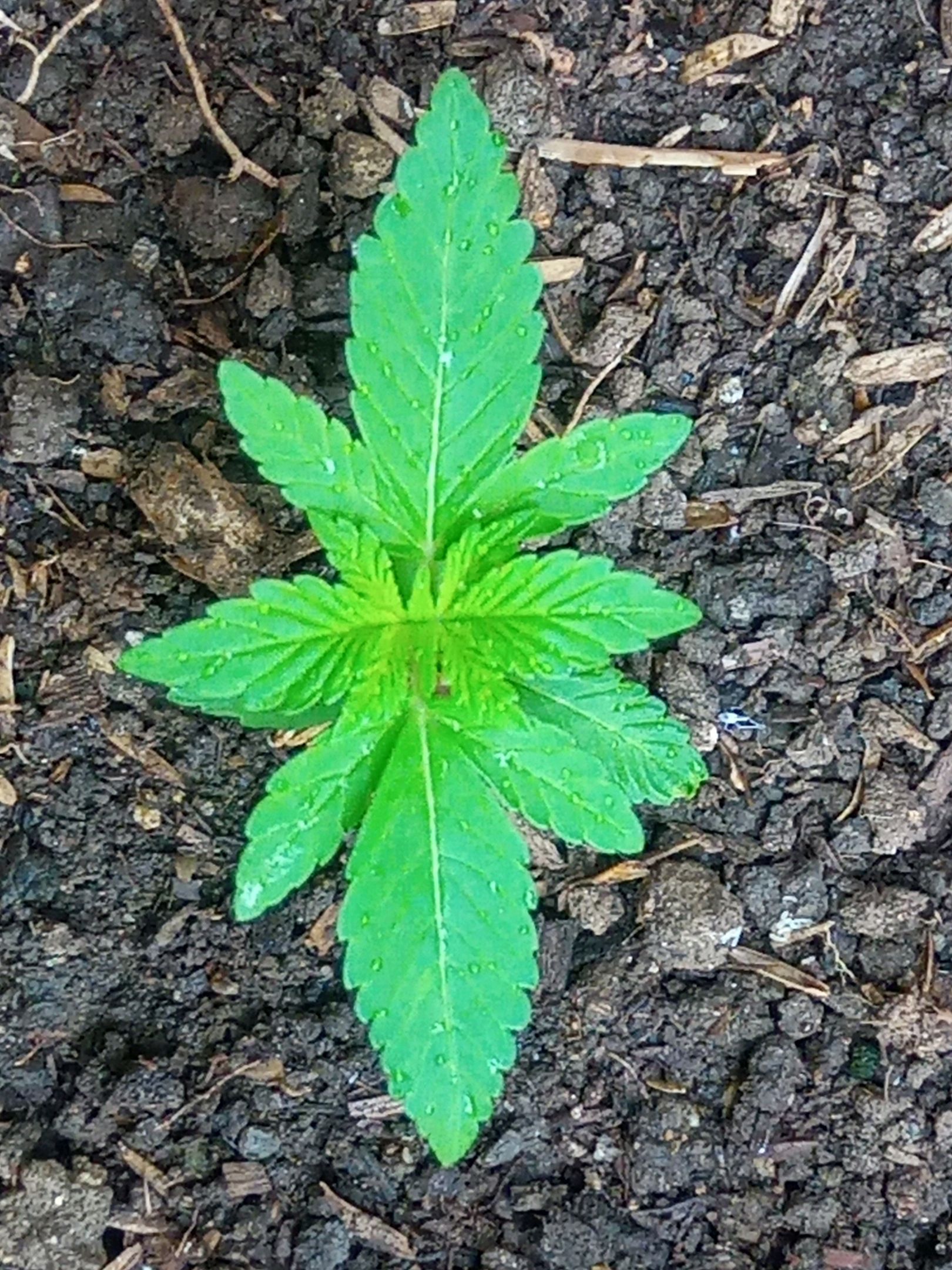 Auto Super Skunk 1 growlog photo 50