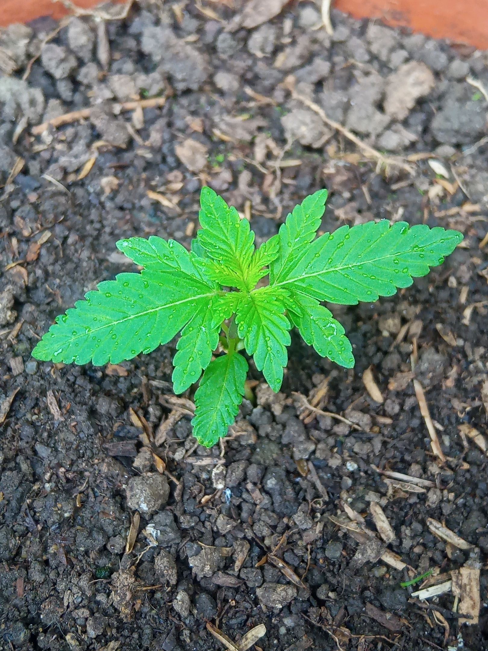 Auto Super Skunk 1 growlog photo 48