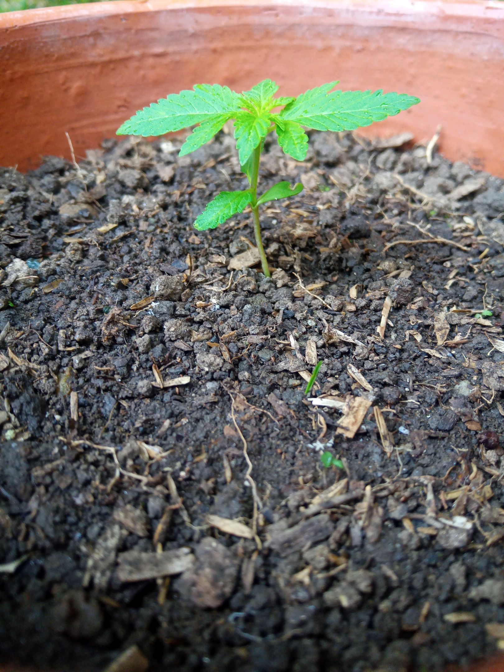 Auto Super Skunk 1 growlog photo 49