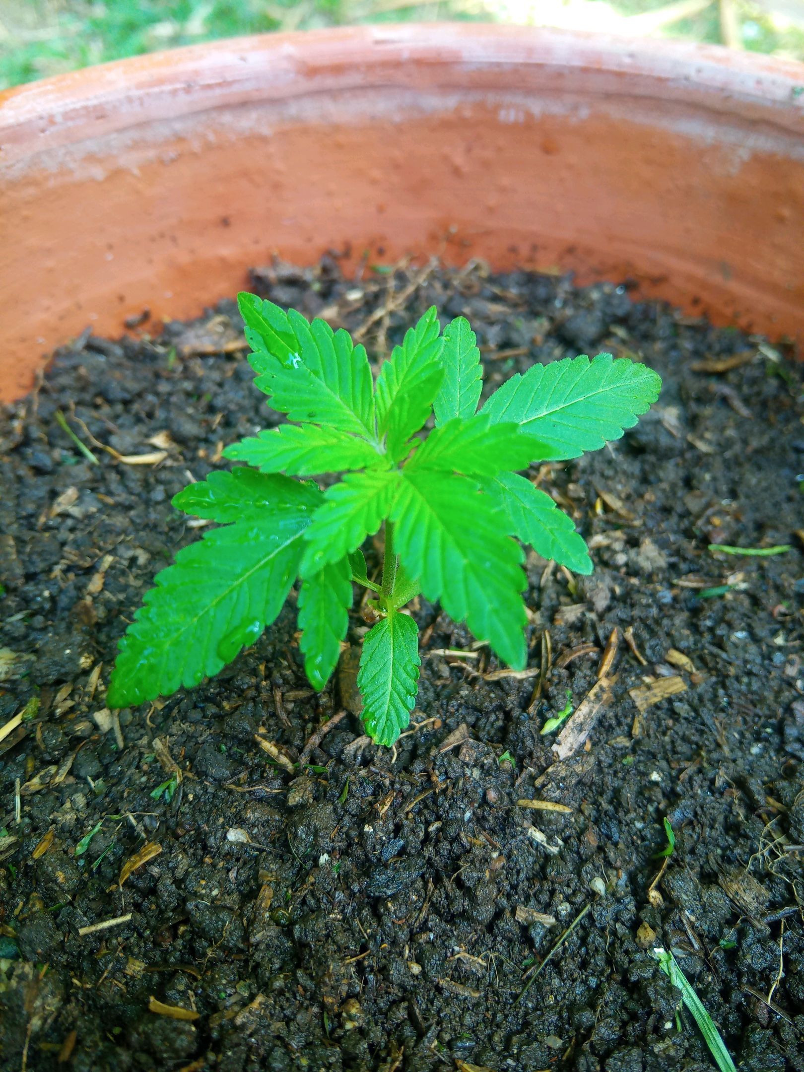 Auto Super Skunk 1 growlog photo 51