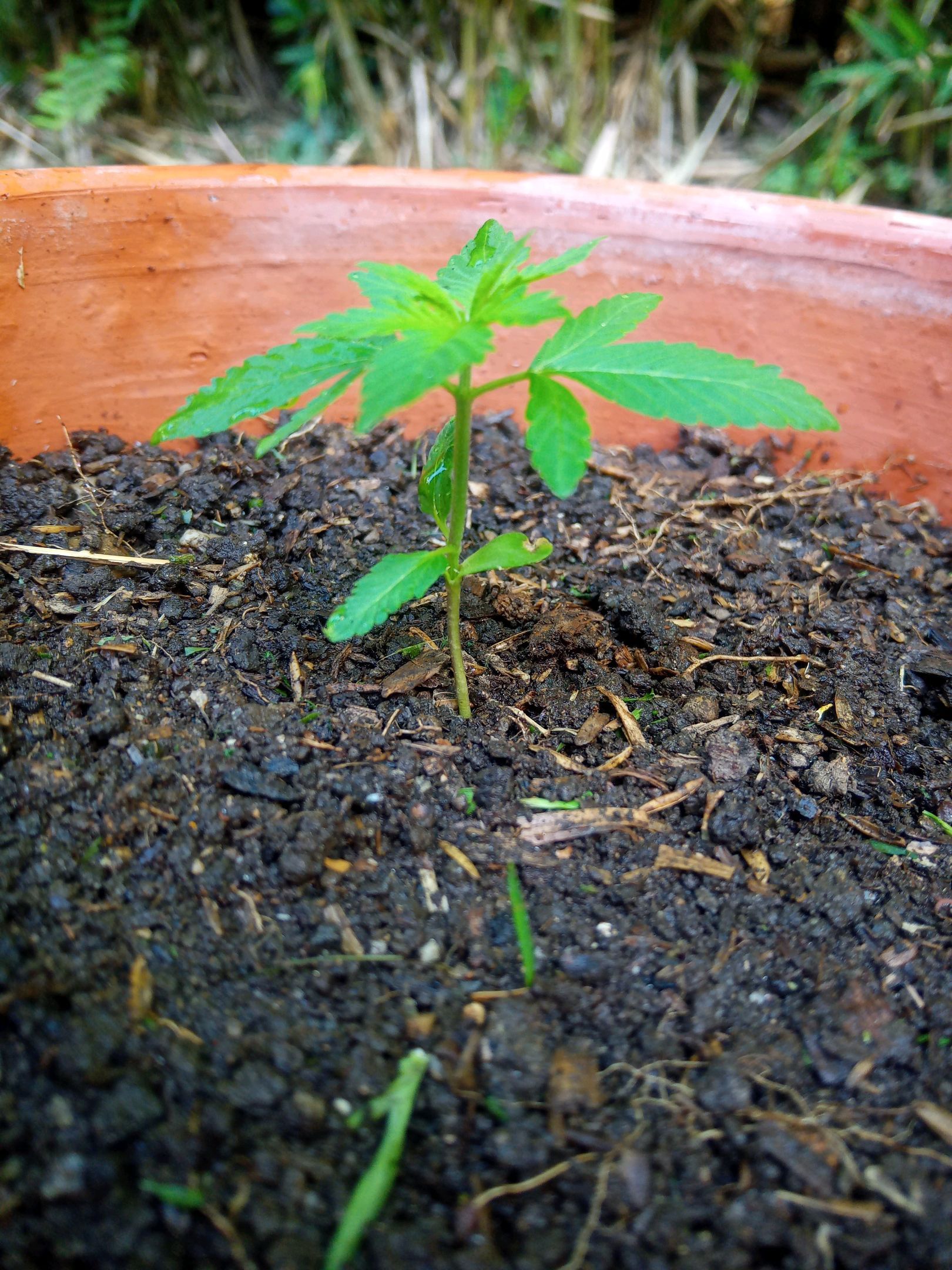 Auto Super Skunk 1 growlog photo 52
