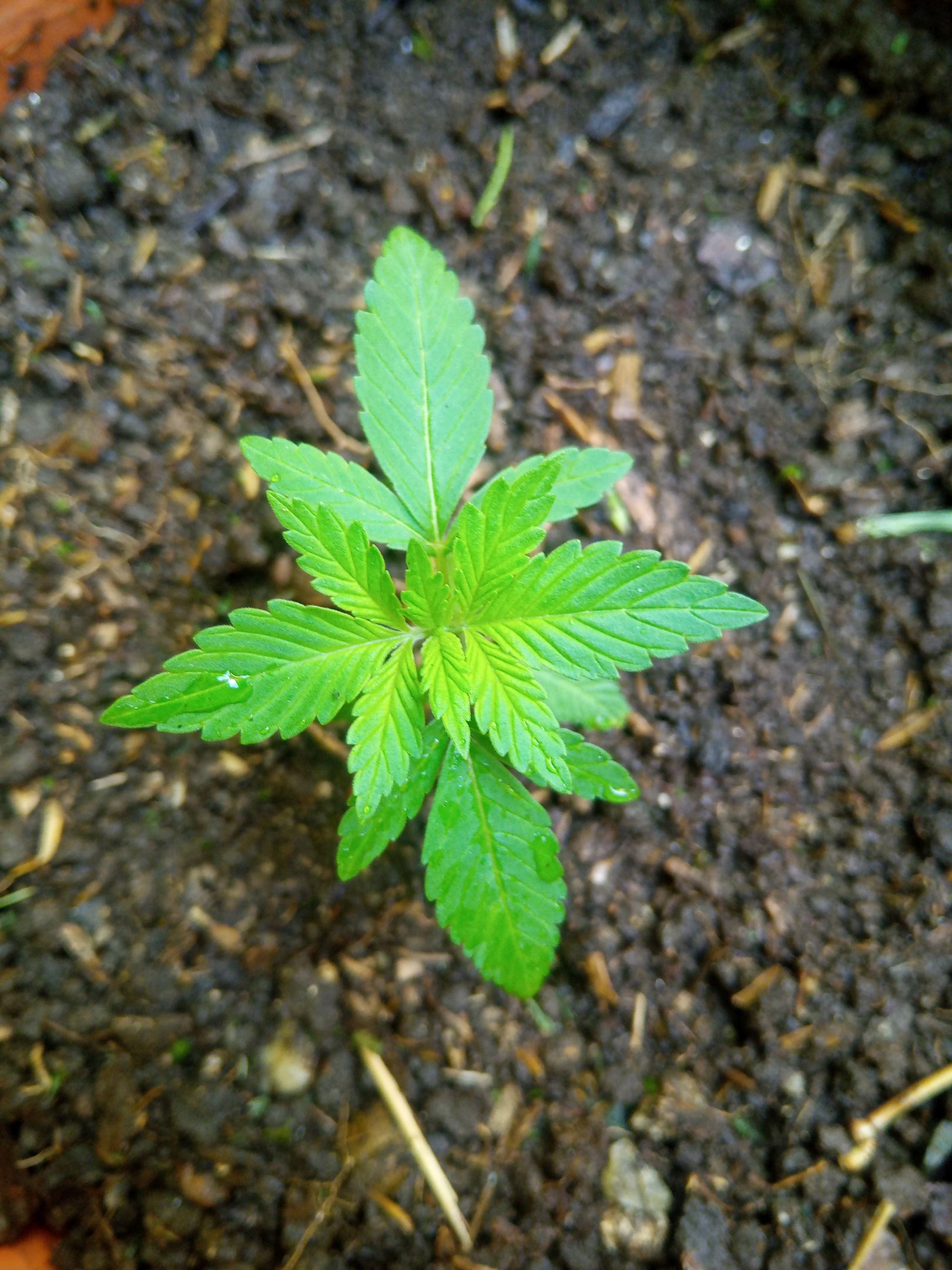 Auto Super Skunk 1 growlog photo 53