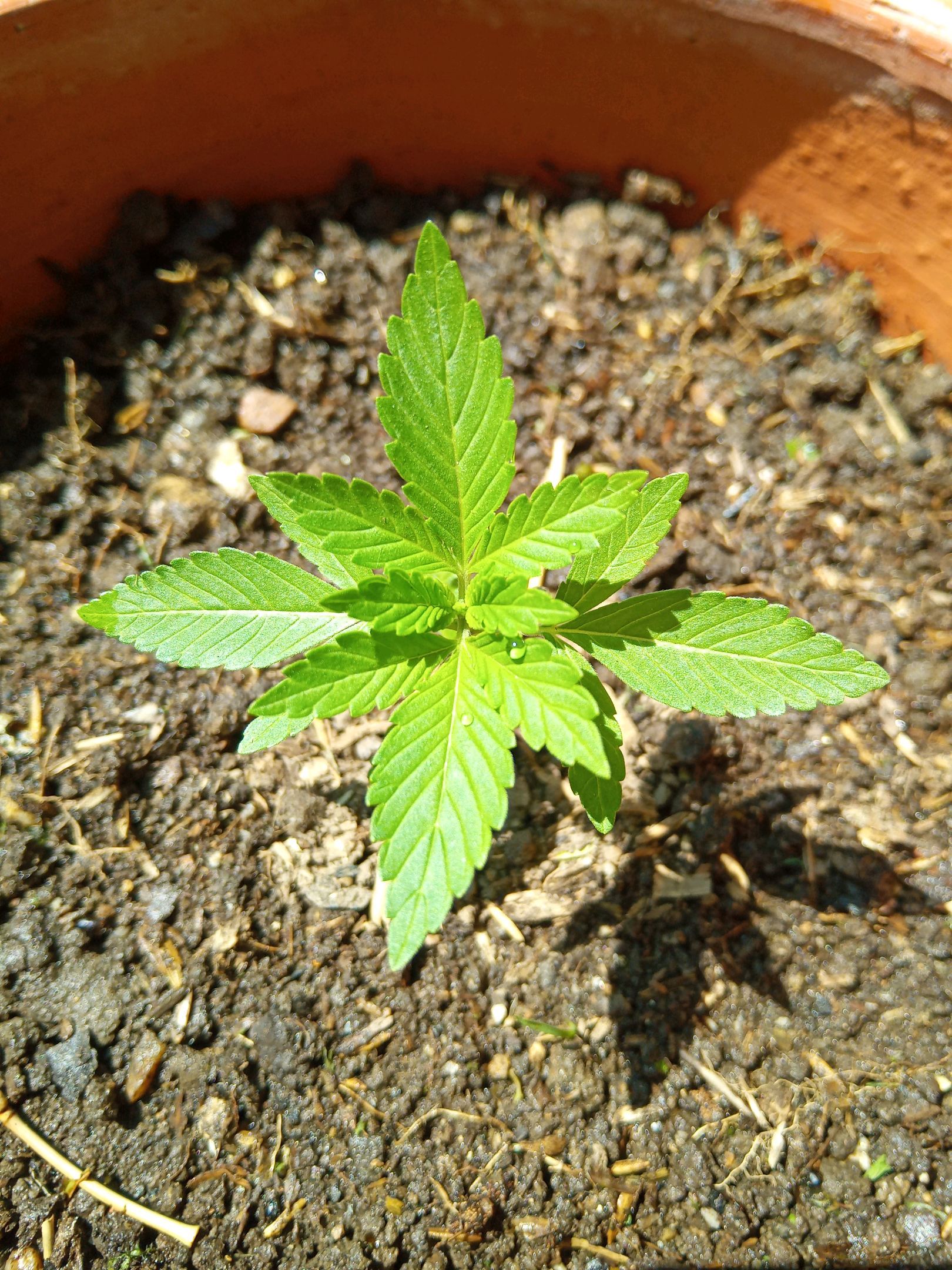 Auto Super Skunk 1 growlog photo 55