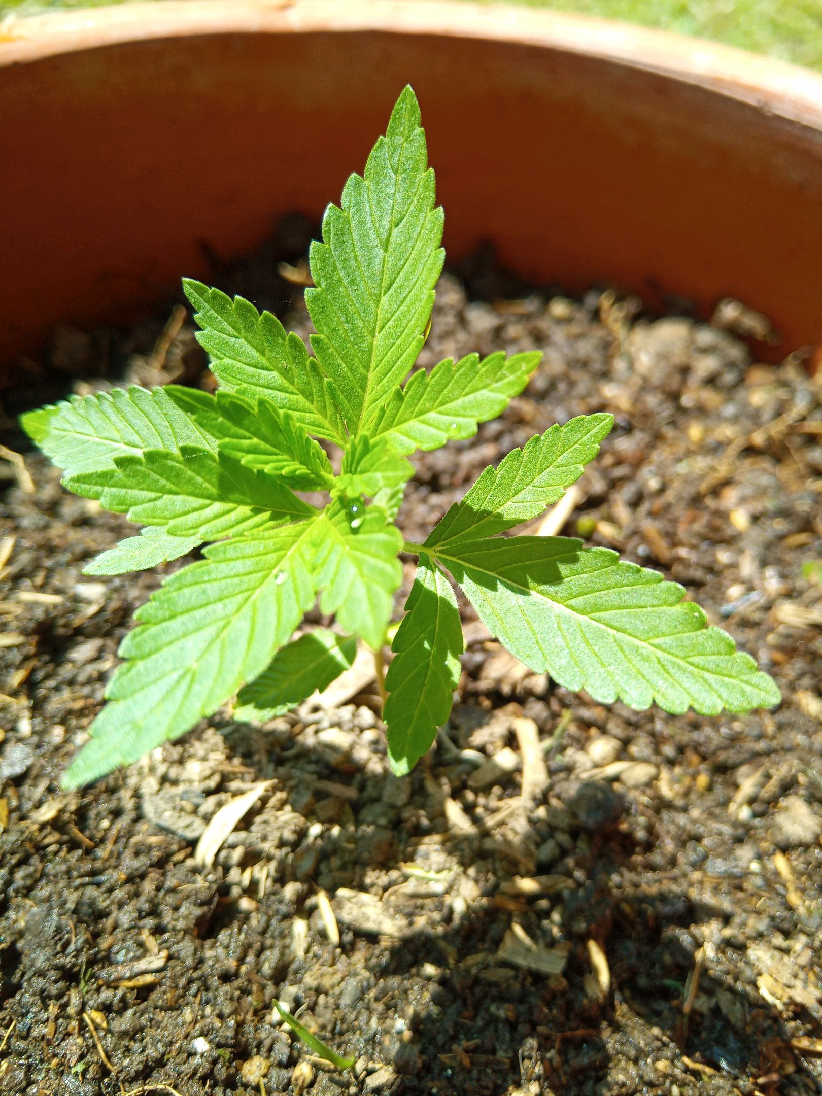 Auto Super Skunk 1 growlog photo 54