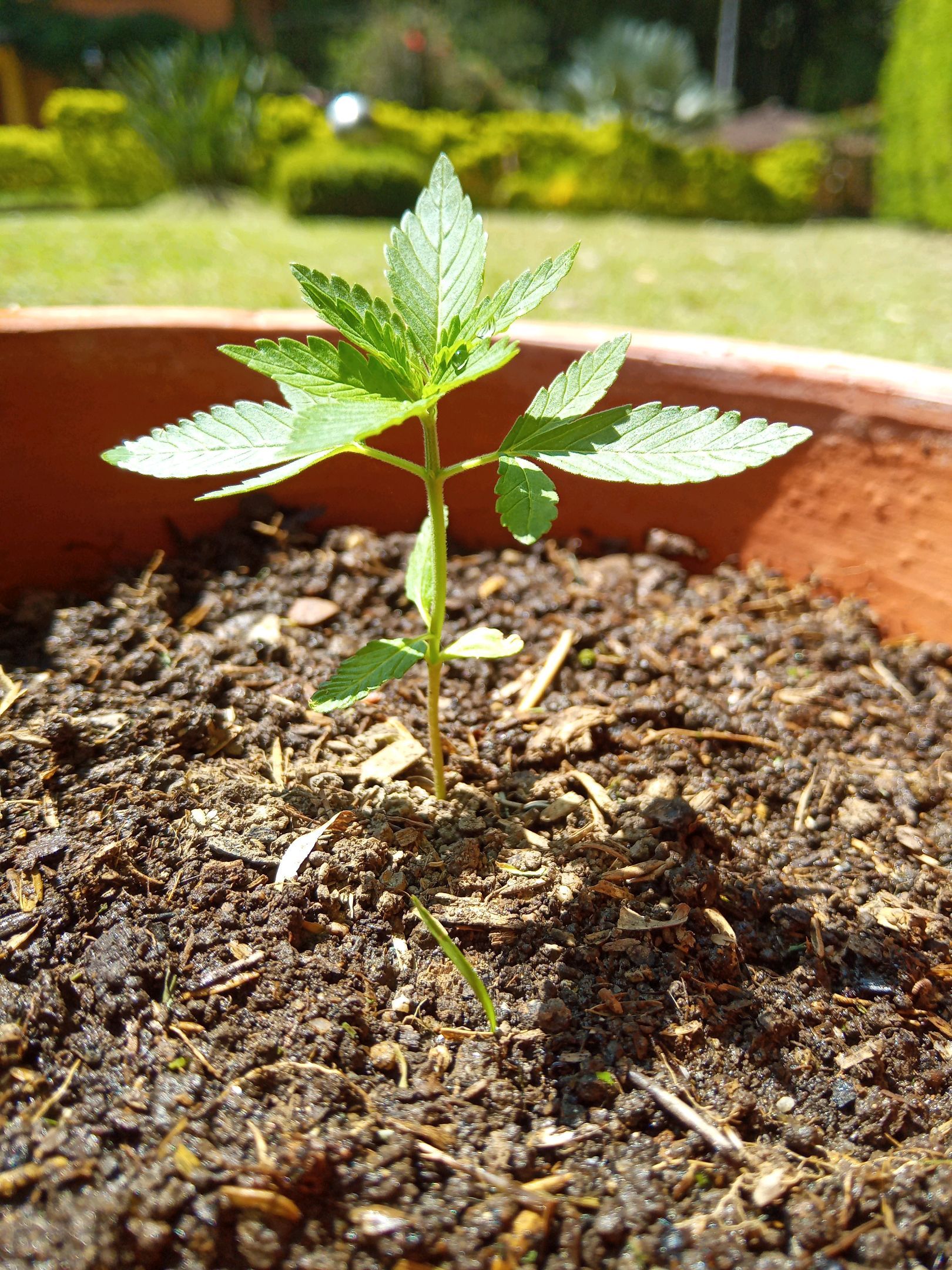 Auto Super Skunk 1 growlog photo 56