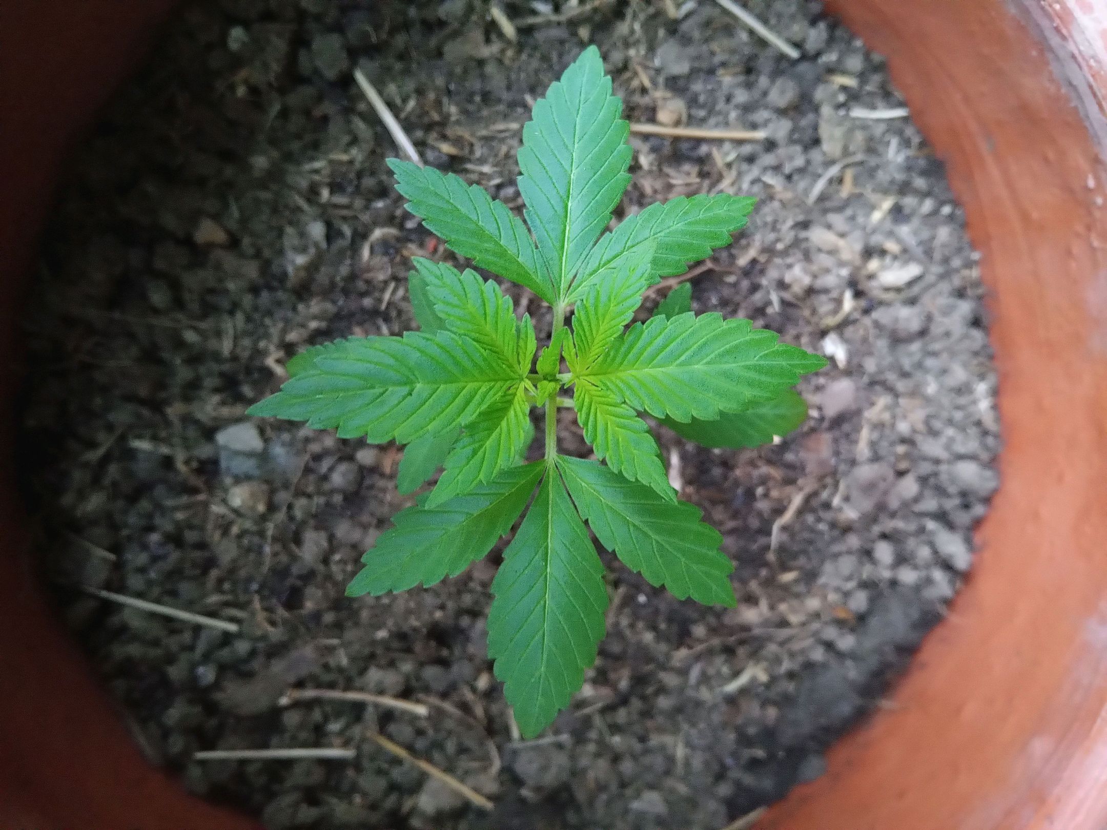 Auto Super Skunk 1 growlog photo 59