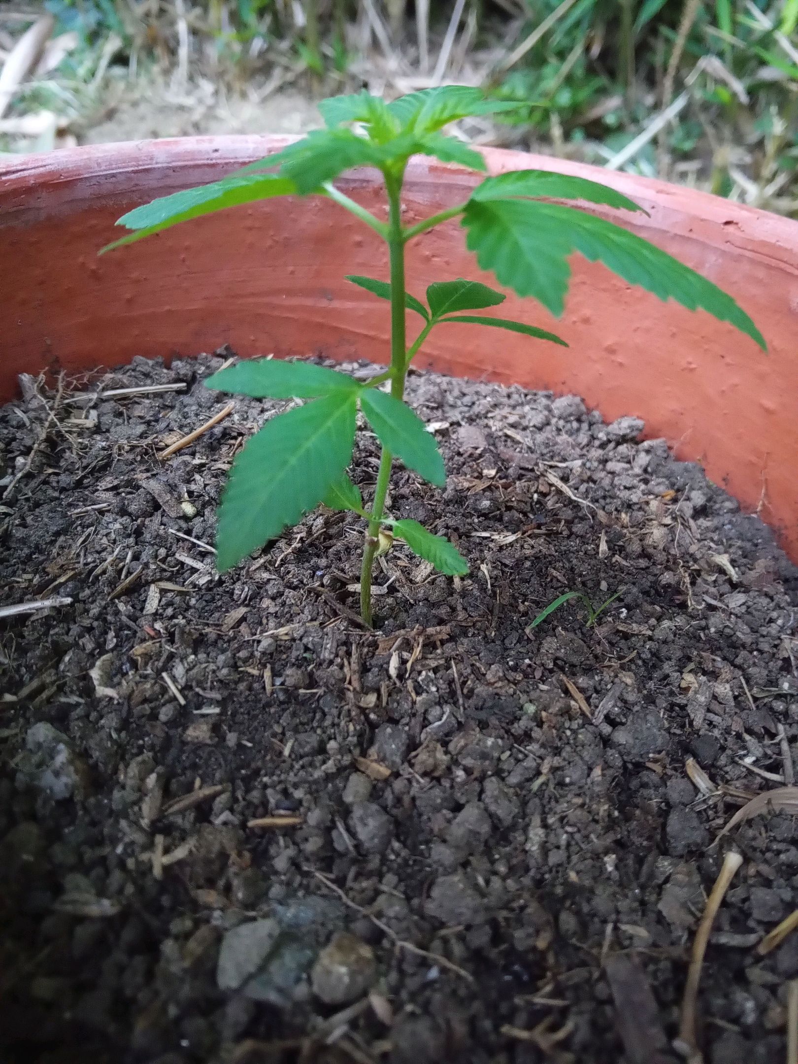 Auto Super Skunk 1 growlog photo 58