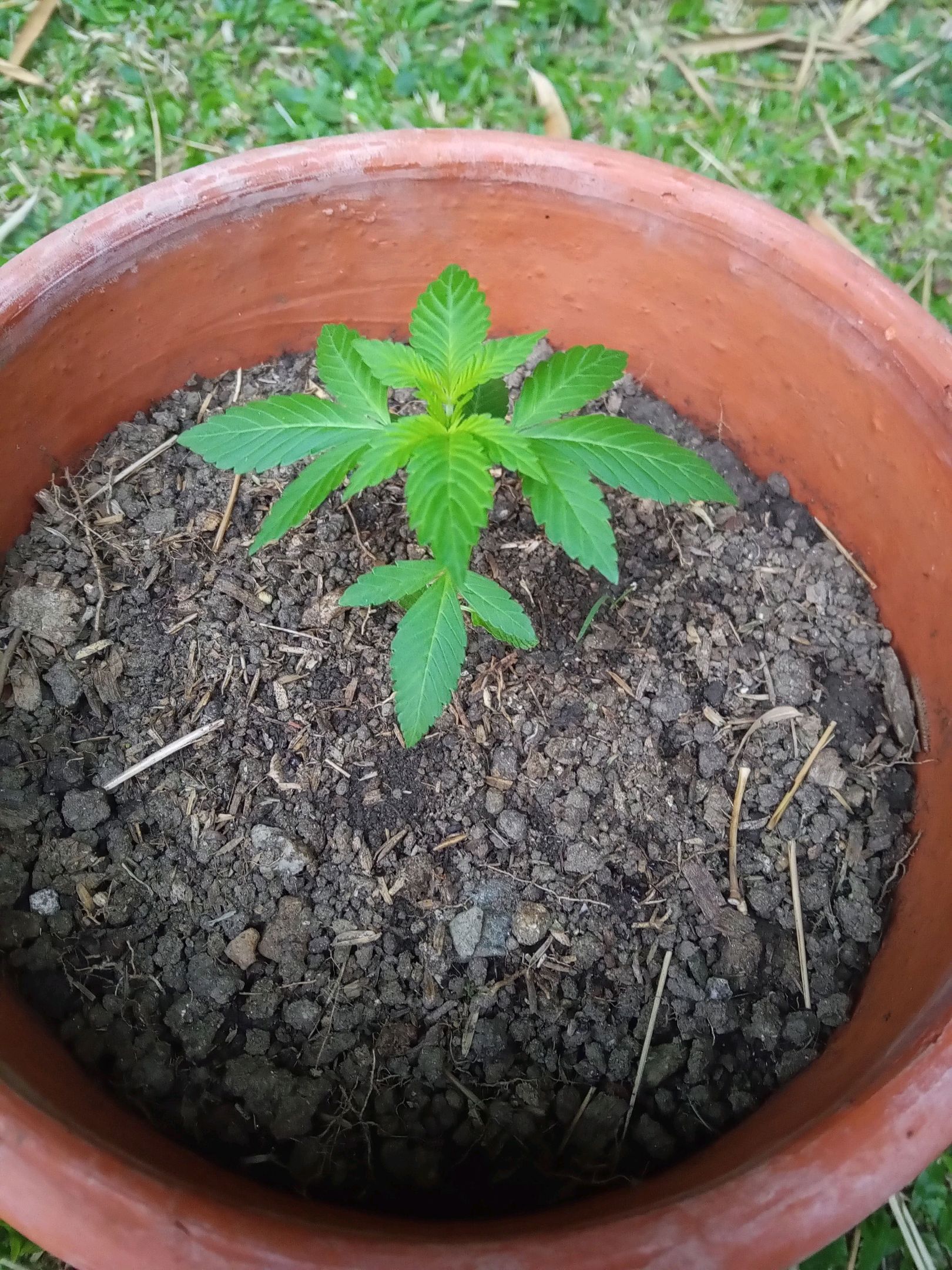 Auto Super Skunk 1 growlog photo 60