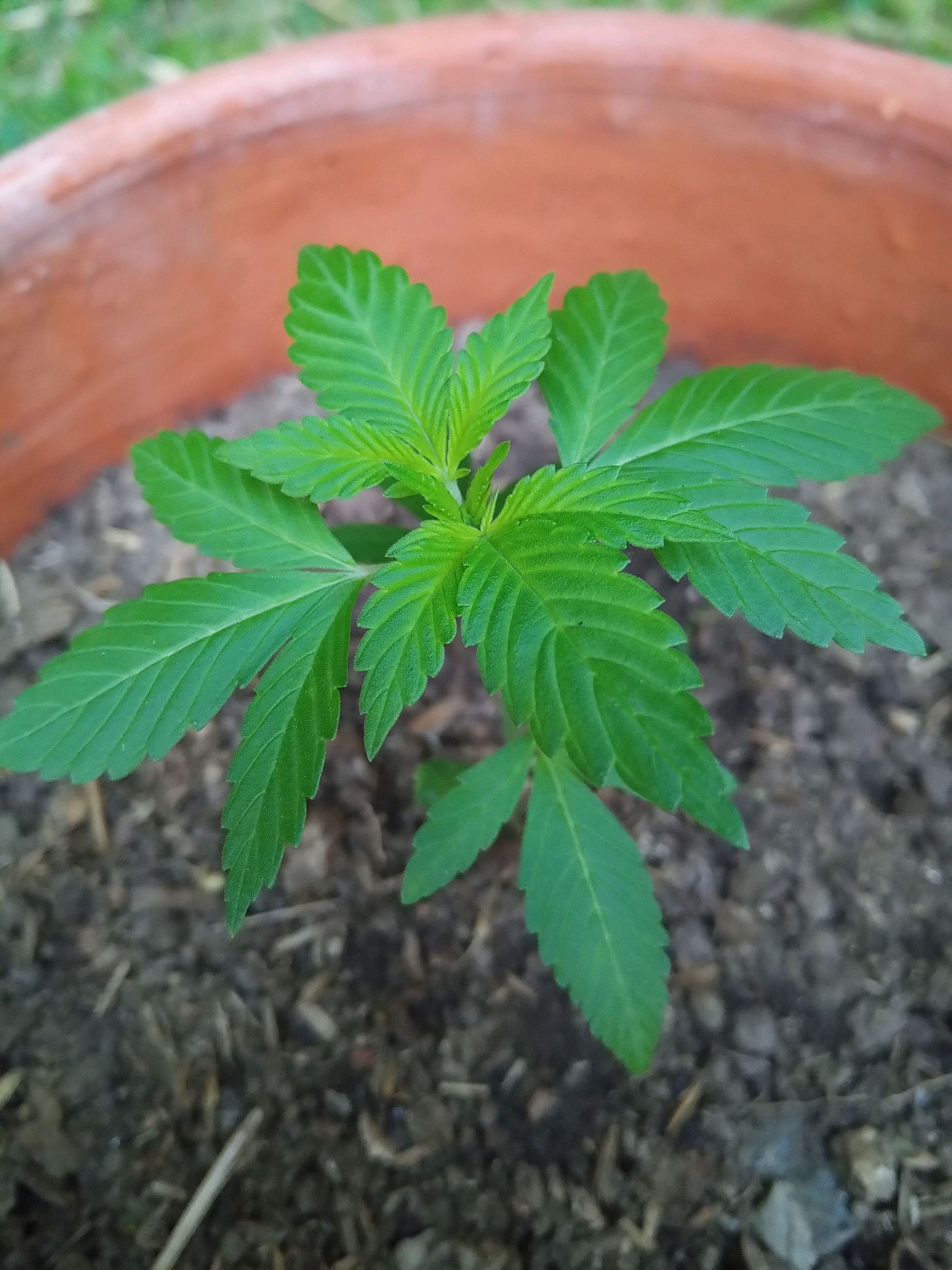 Auto Super Skunk 1 growlog photo 61