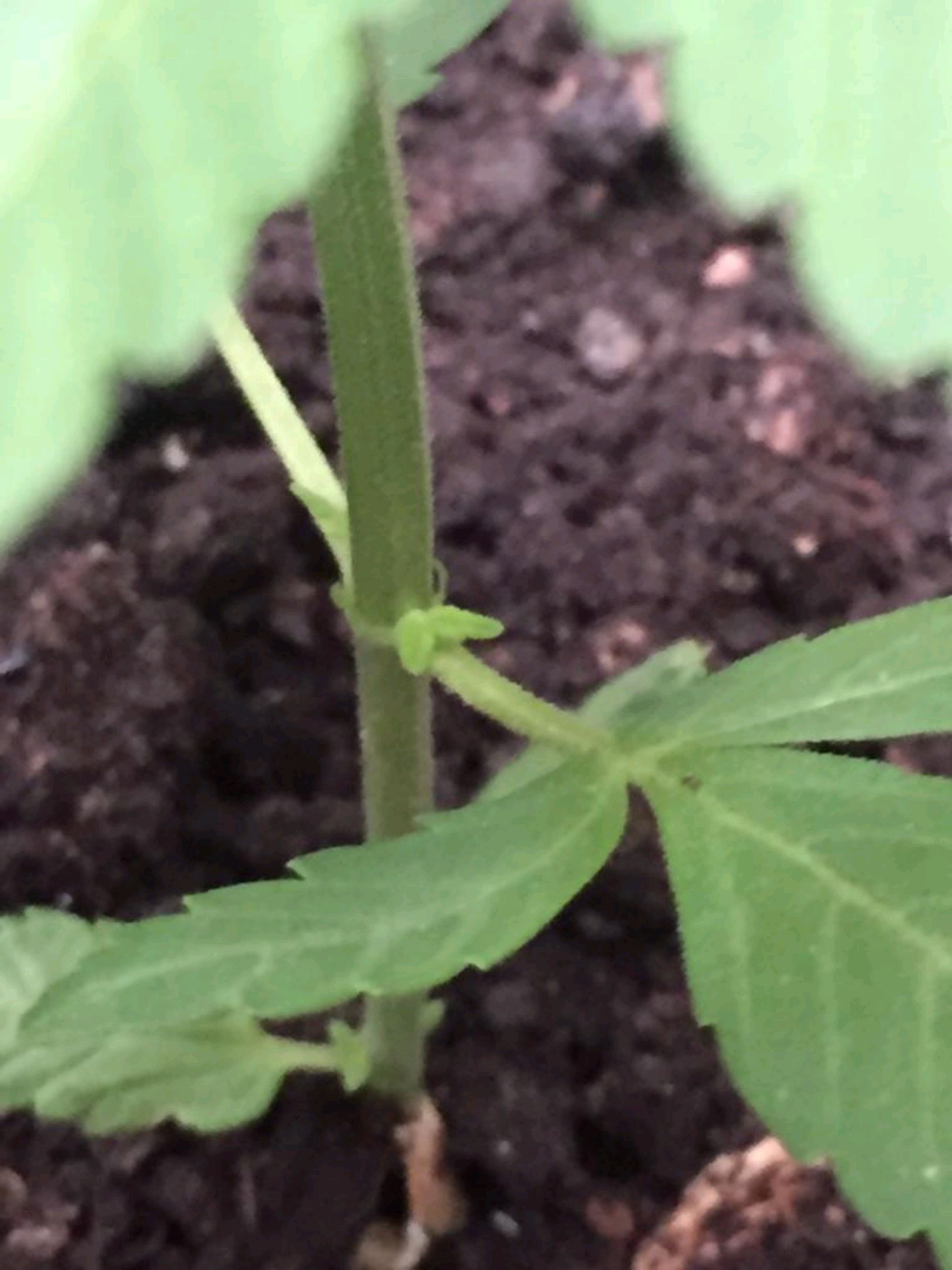 Auto Super Skunk 1 growlog photo 62