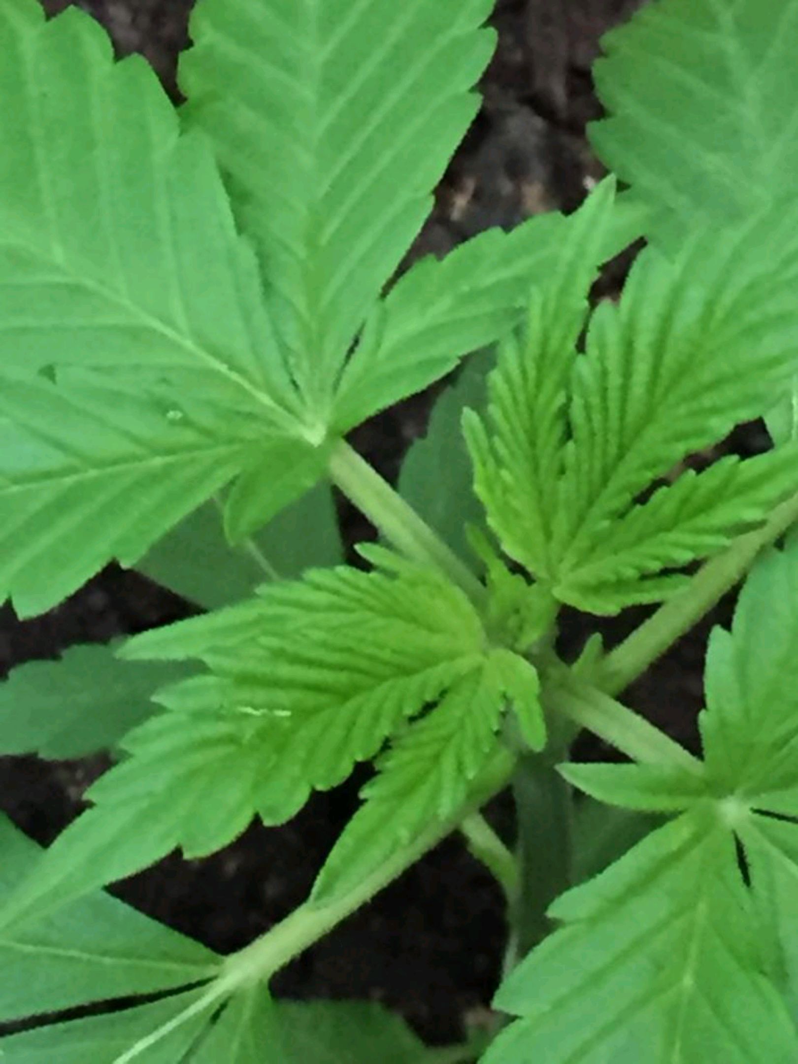 Auto Super Skunk 1 growlog photo 63