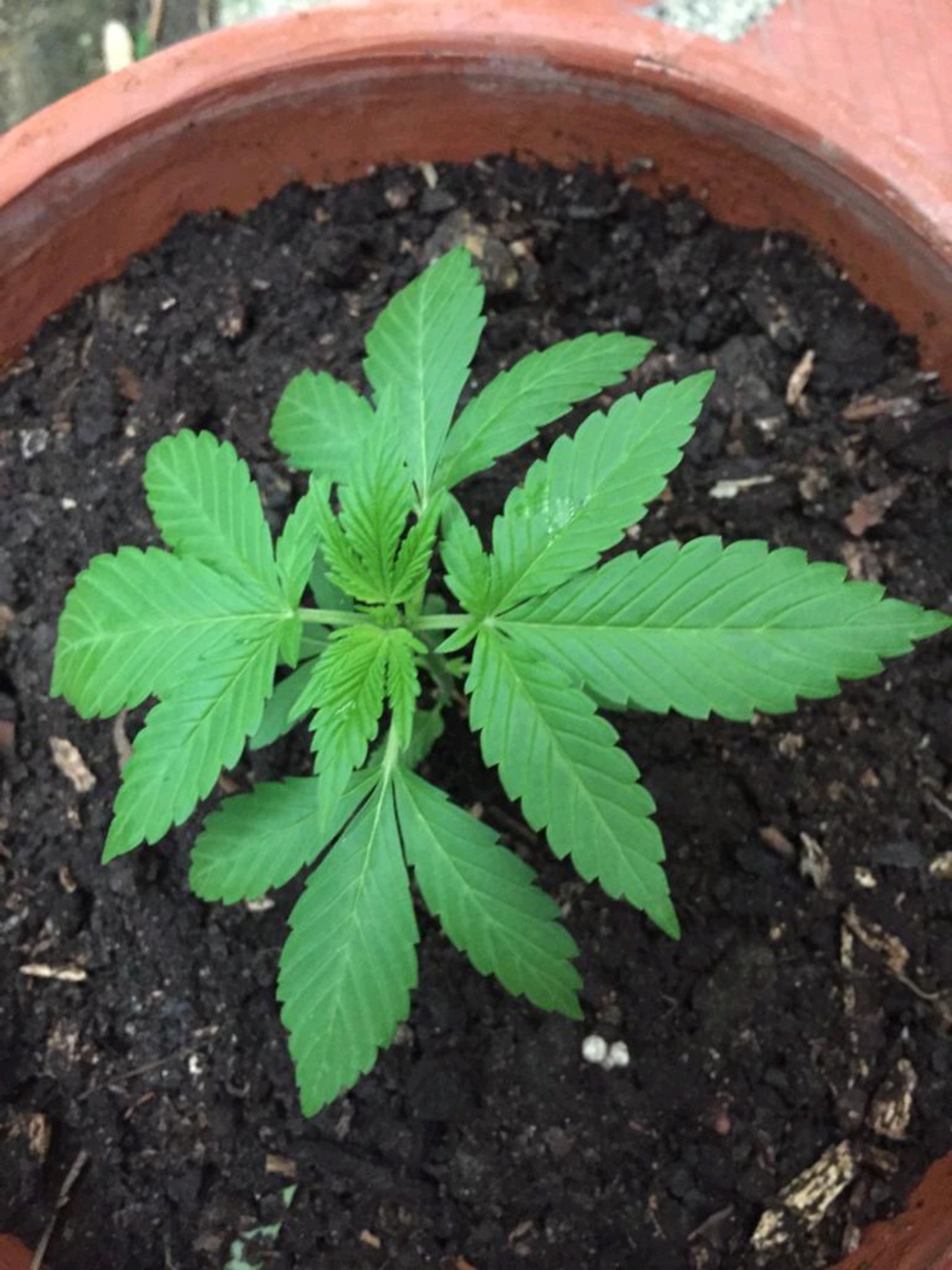 Auto Super Skunk 1 growlog photo 64