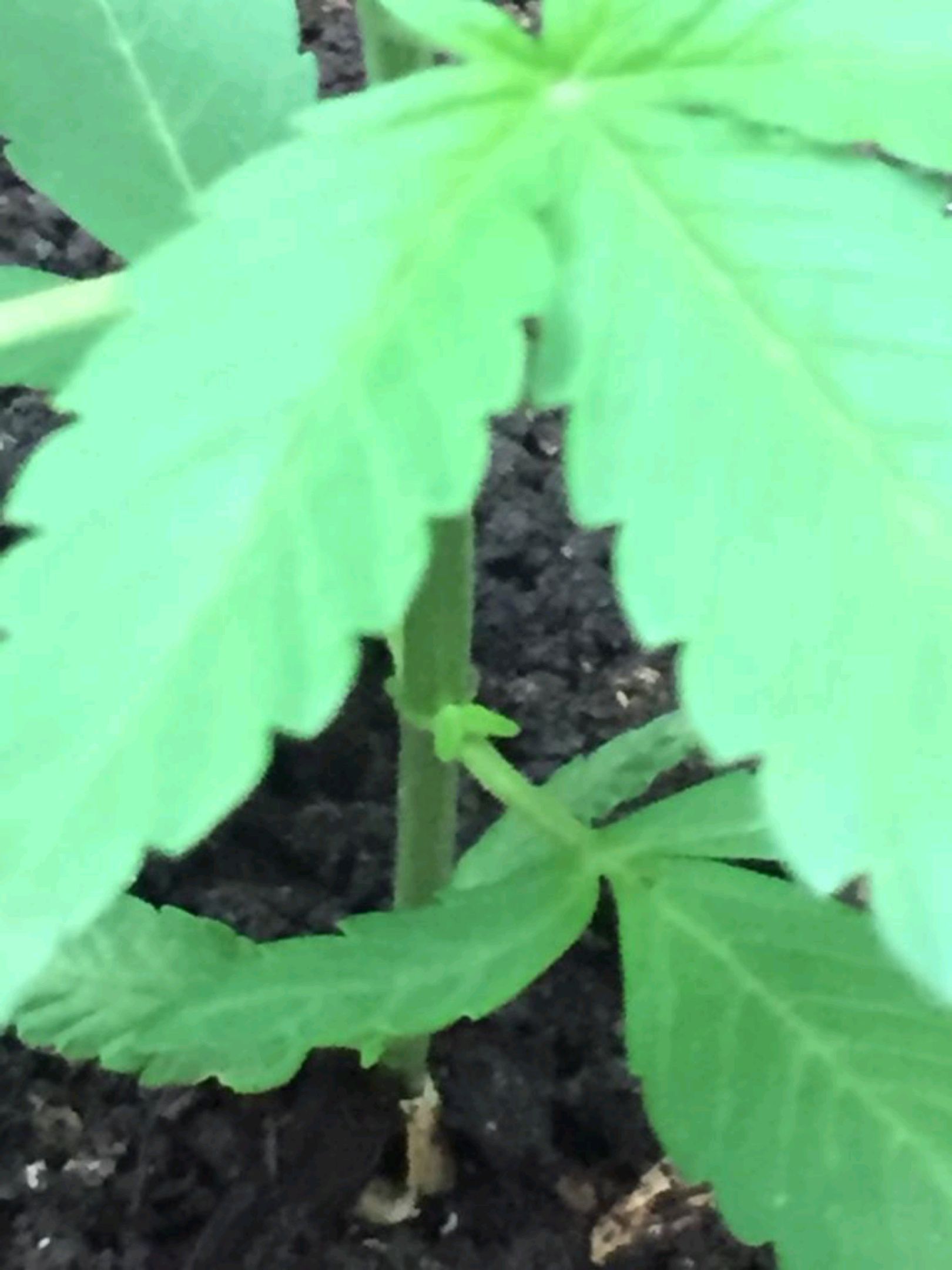 Auto Super Skunk 1 growlog photo 65