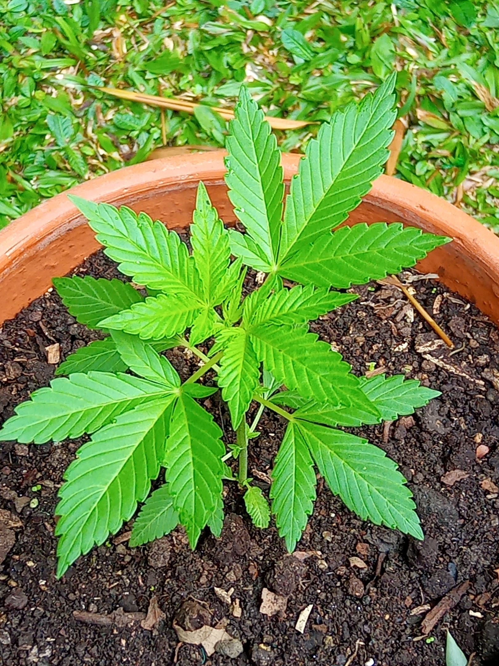 Auto Super Skunk 1 growlog photo 66