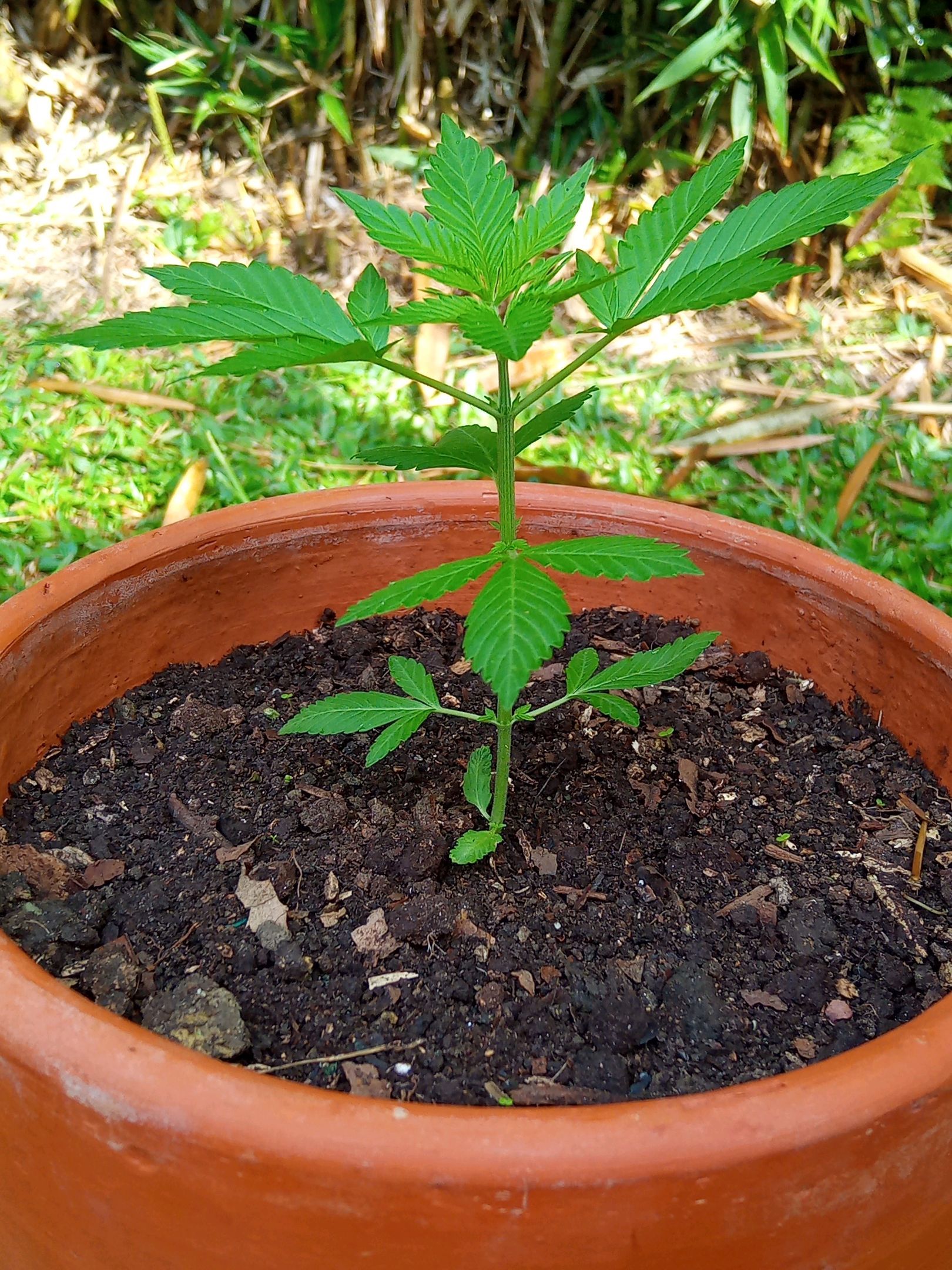 Auto Super Skunk 1 growlog photo 67