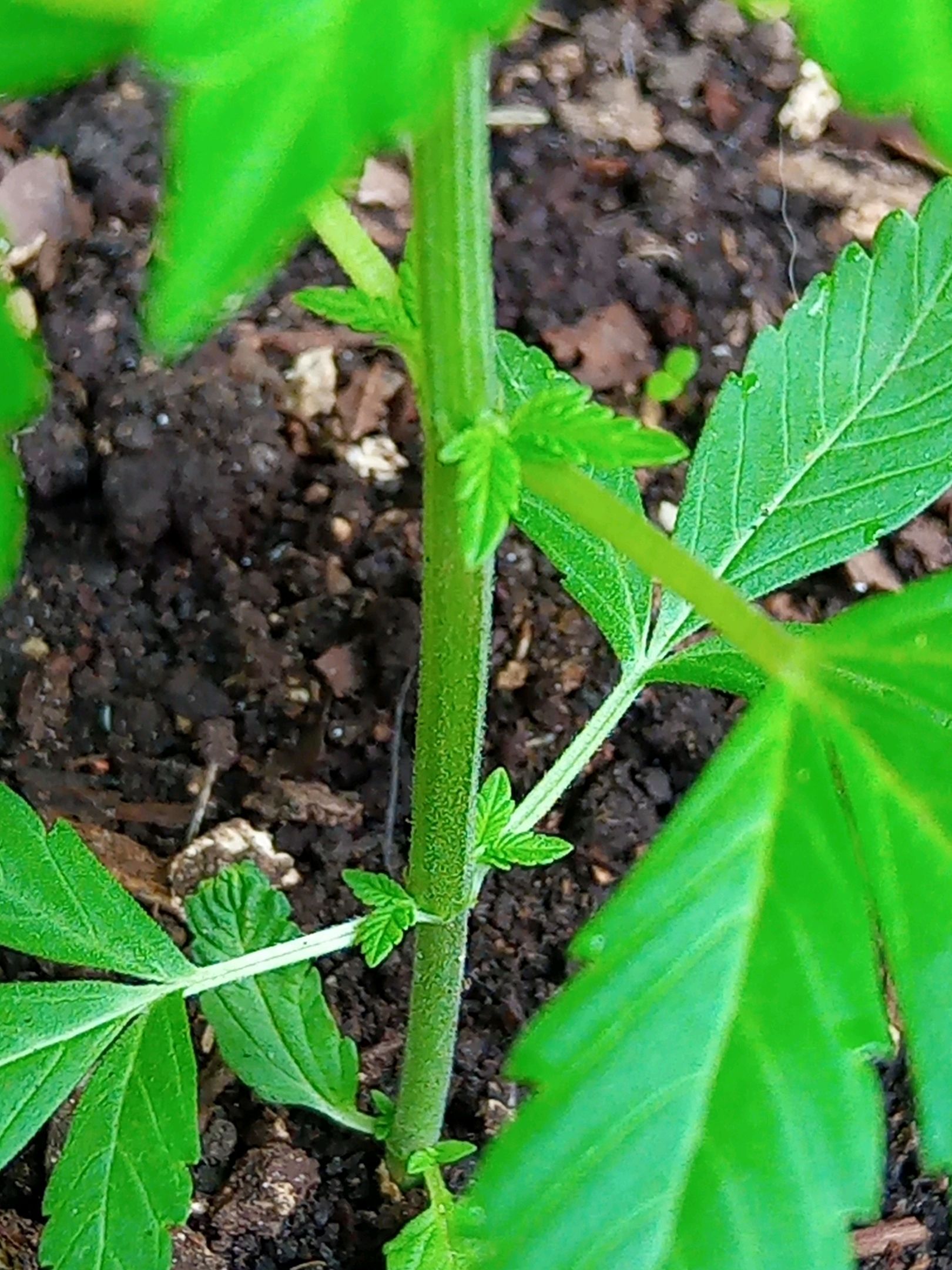 Auto Super Skunk 1 growlog photo 68