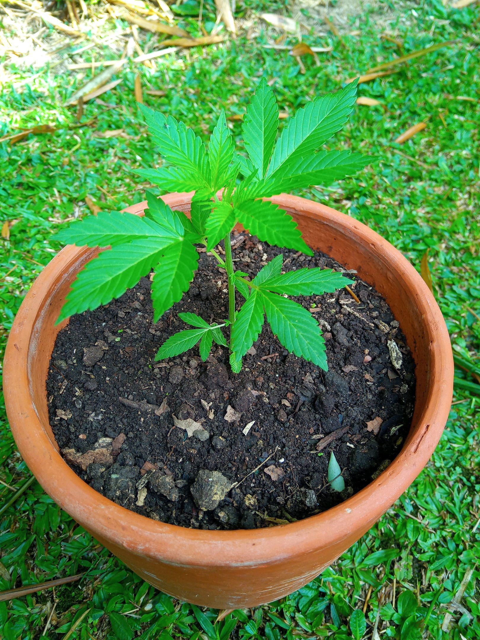 Auto Super Skunk 1 growlog photo 69