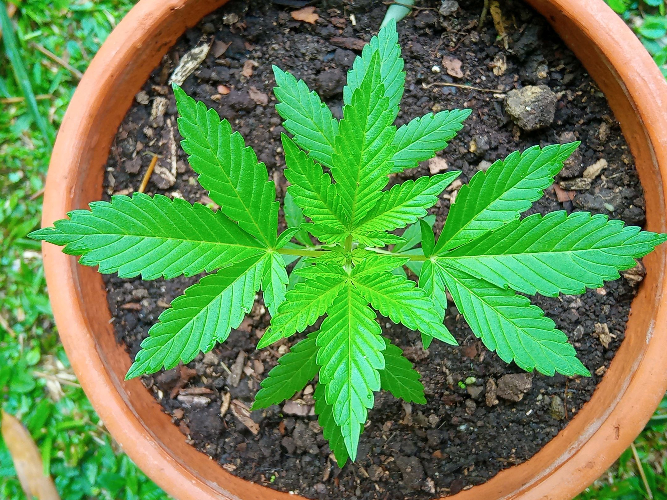 Auto Super Skunk 1 growlog photo 70