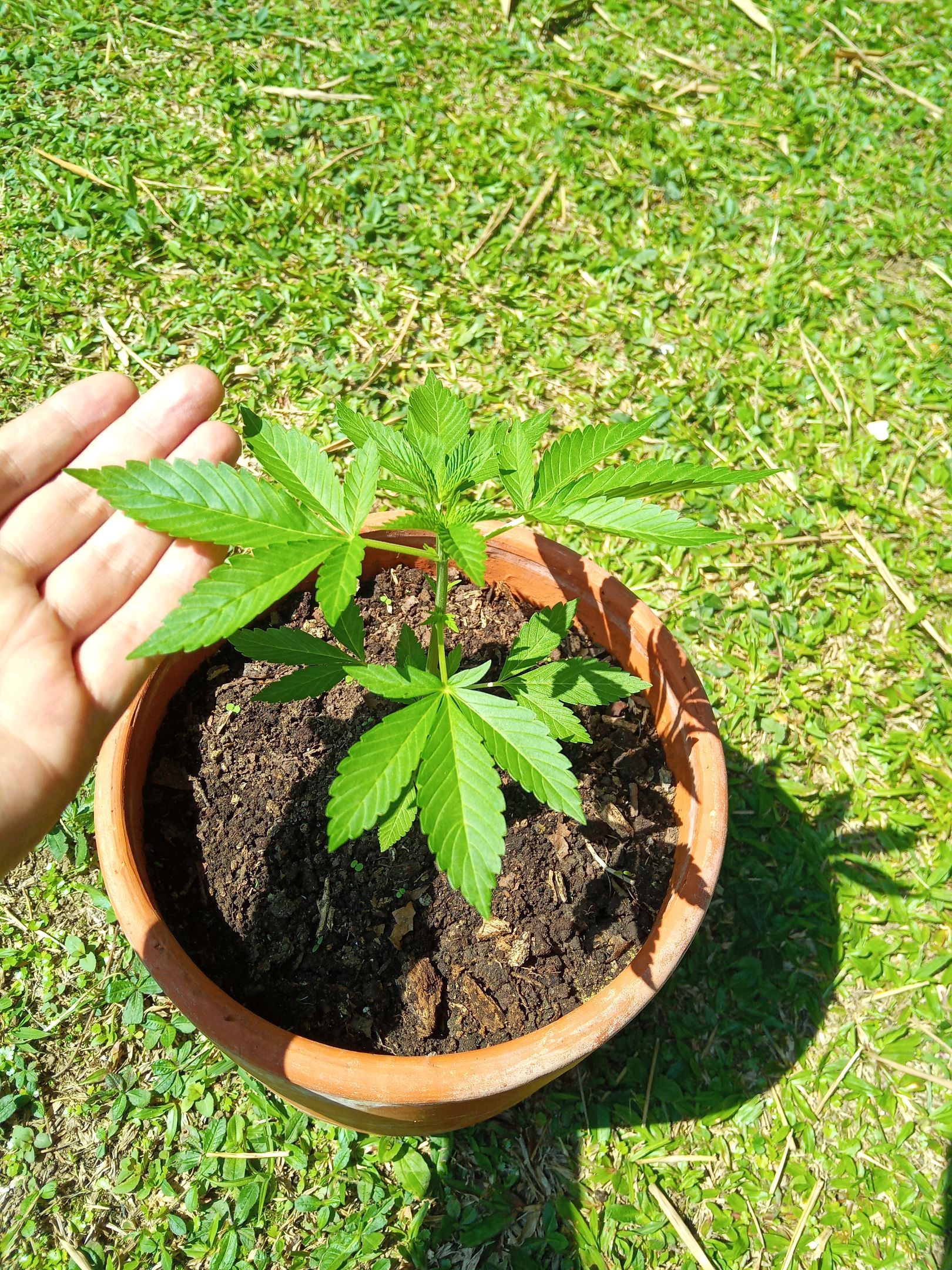 Auto Super Skunk 1 growlog photo 71