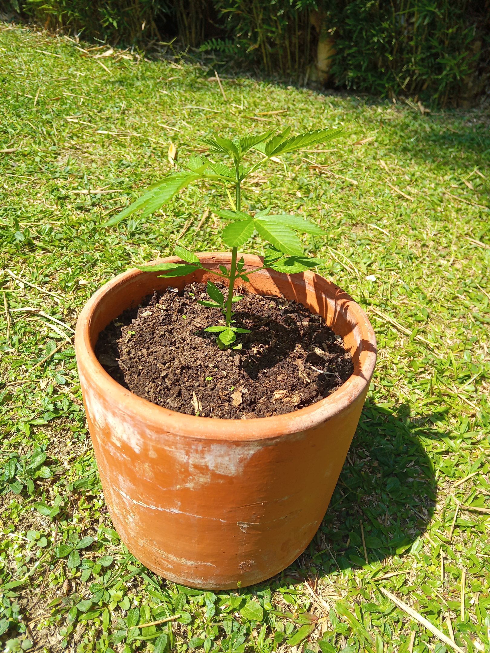 Auto Super Skunk 1 growlog photo 72