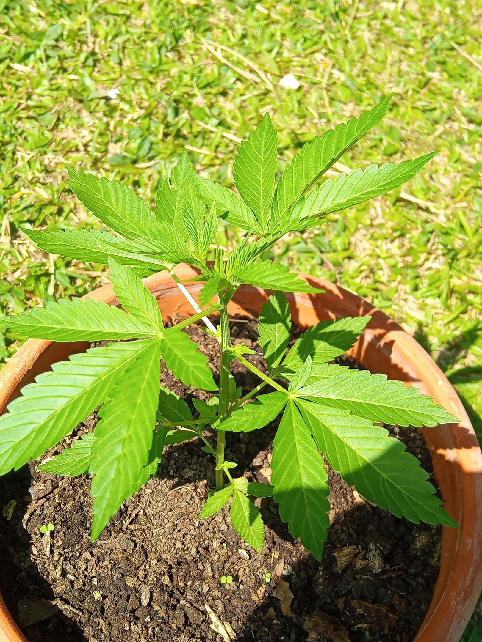 Auto Super Skunk 1 growlog photo 73