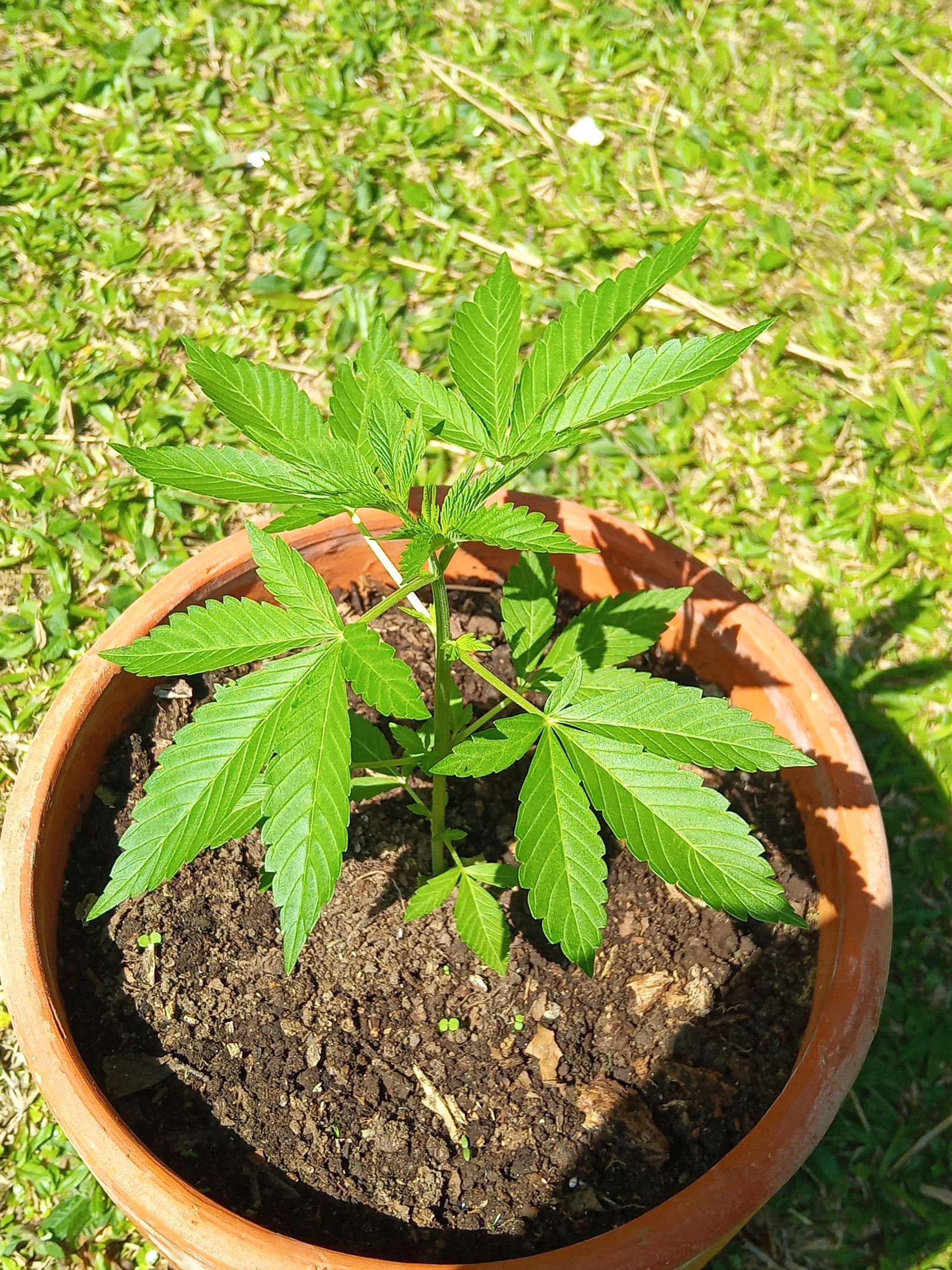 Auto Super Skunk 1 growlog photo 74