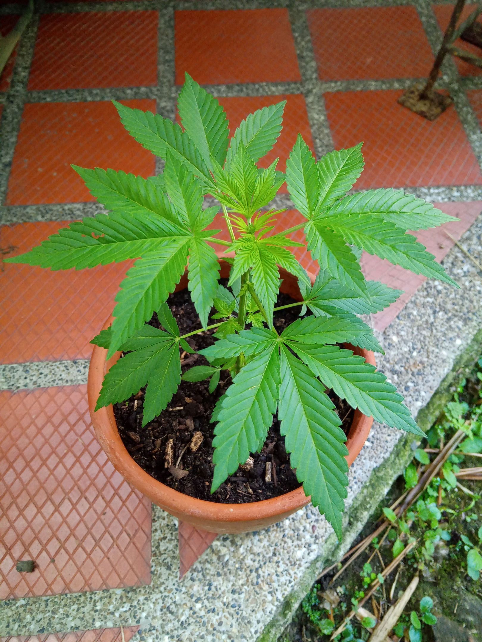 Auto Super Skunk 1 growlog photo 75