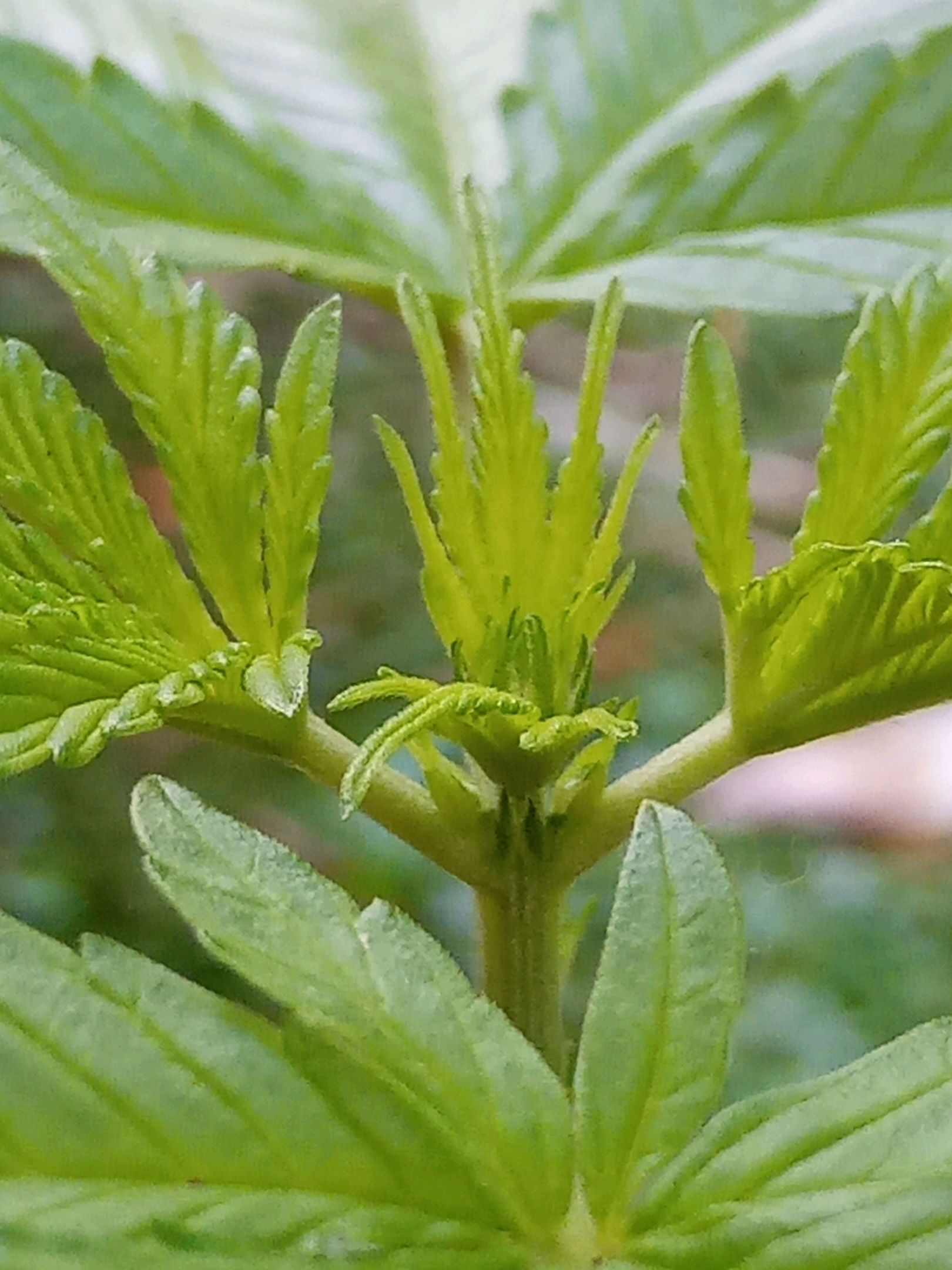 Auto Super Skunk 1 growlog photo 76