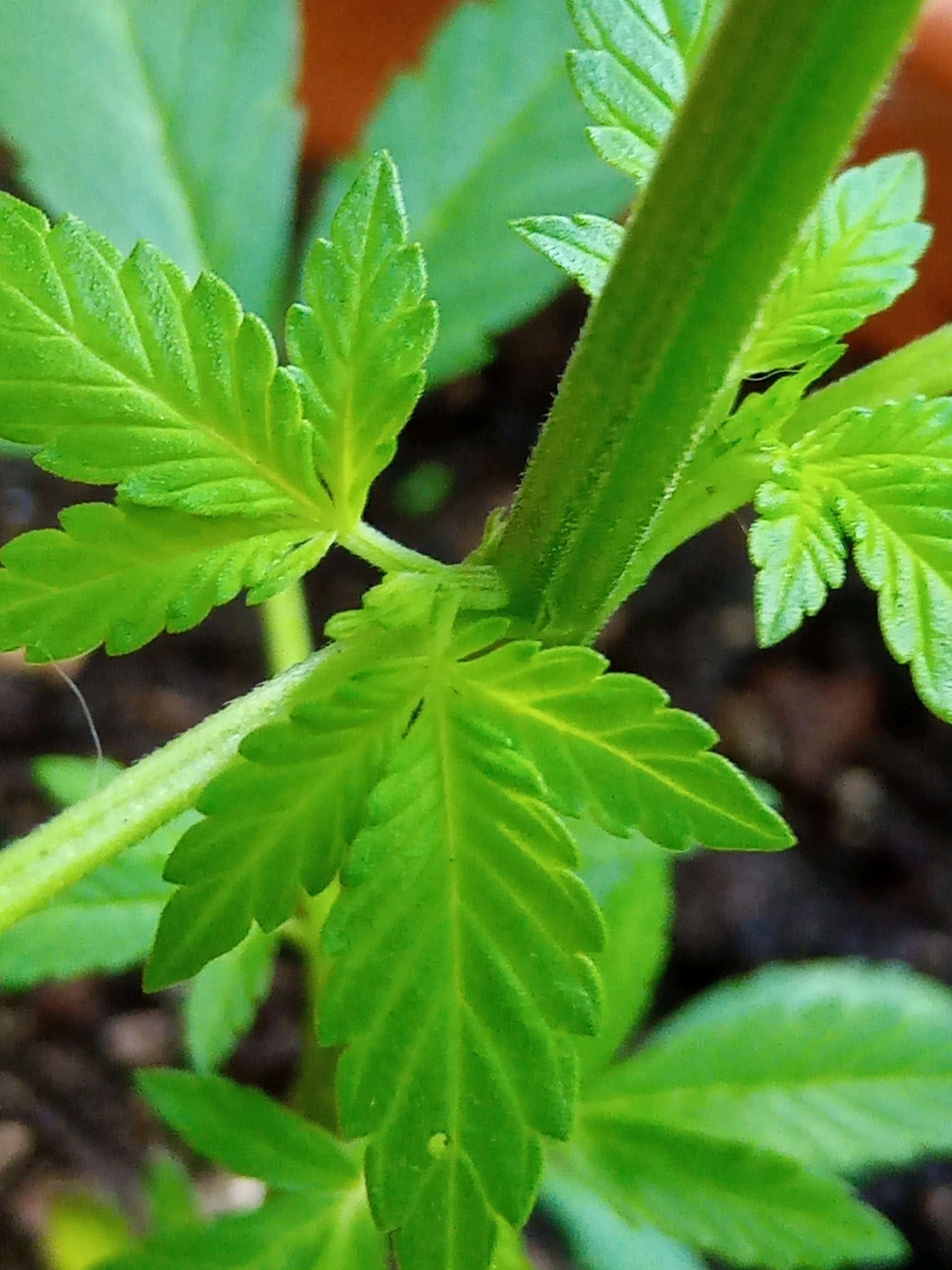 Auto Super Skunk 1 growlog photo 77