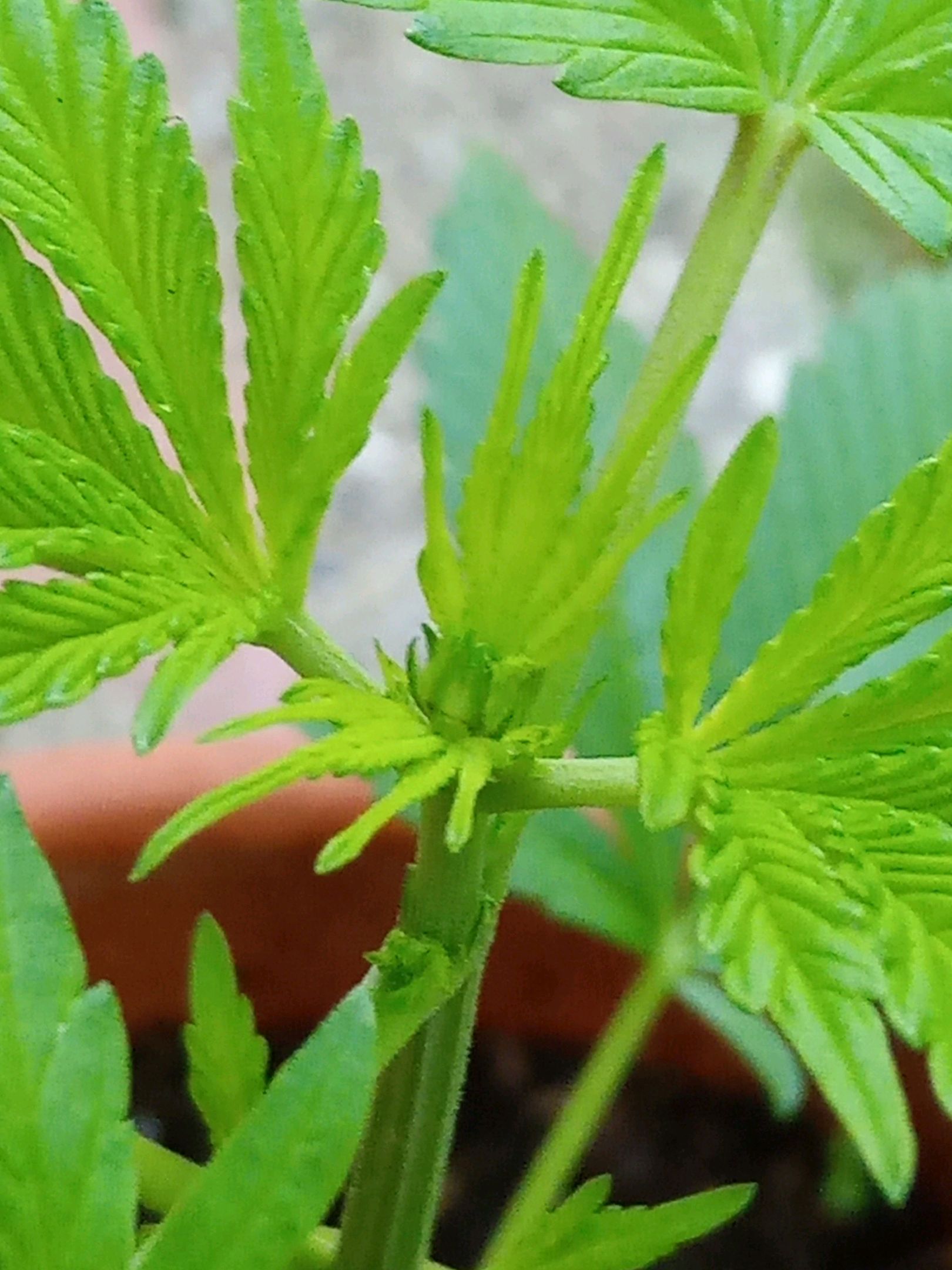 Auto Super Skunk 1 growlog photo 78