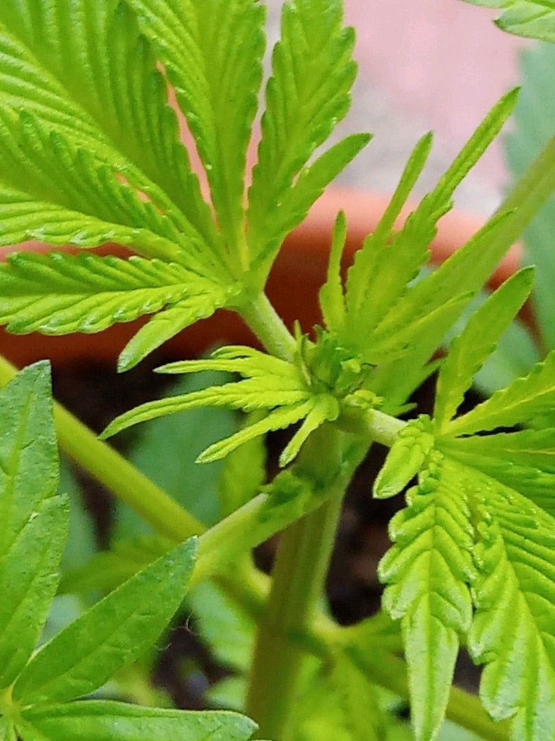 Auto Super Skunk 1 growlog photo 79