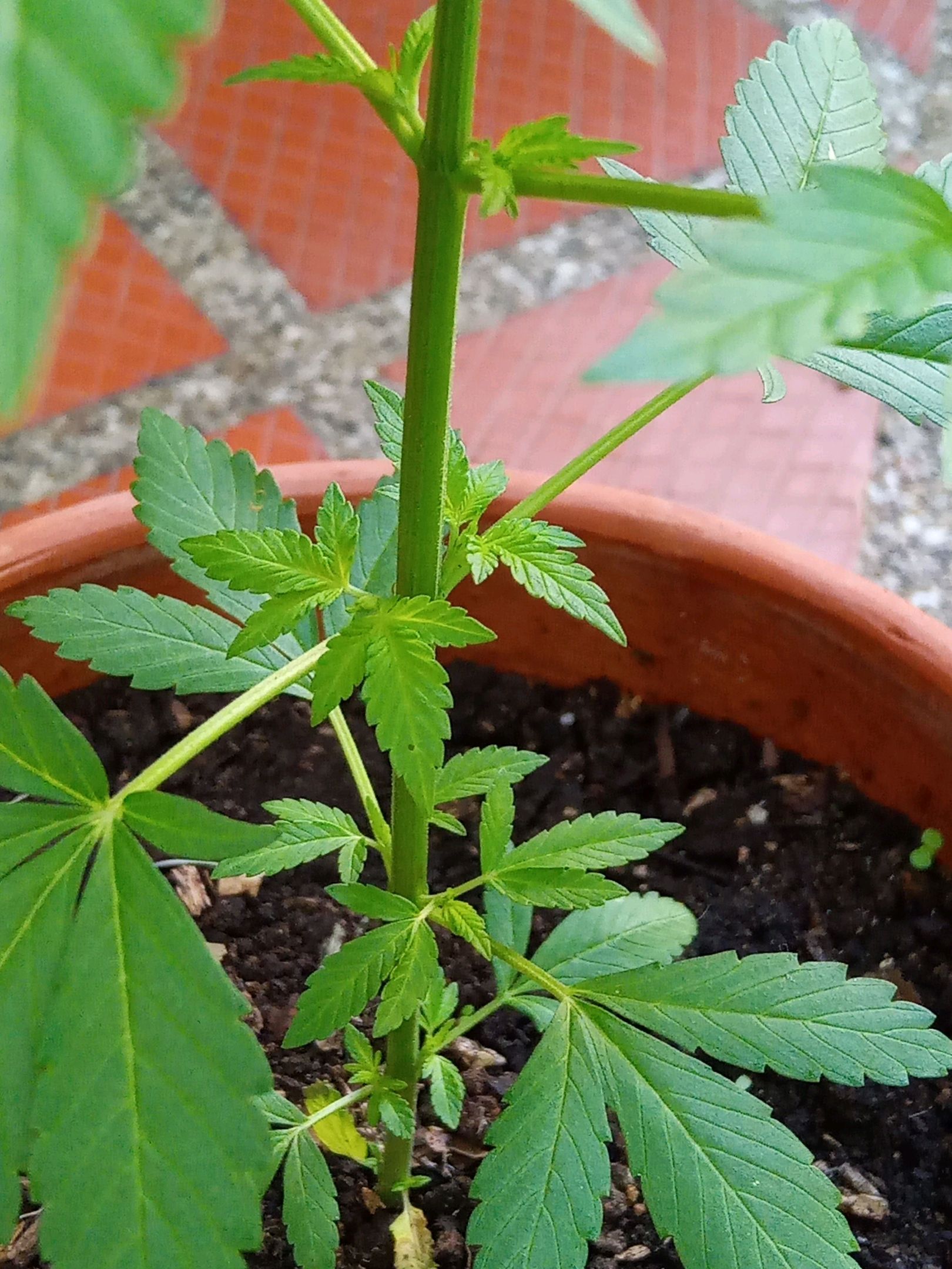 Auto Super Skunk 1 growlog photo 80