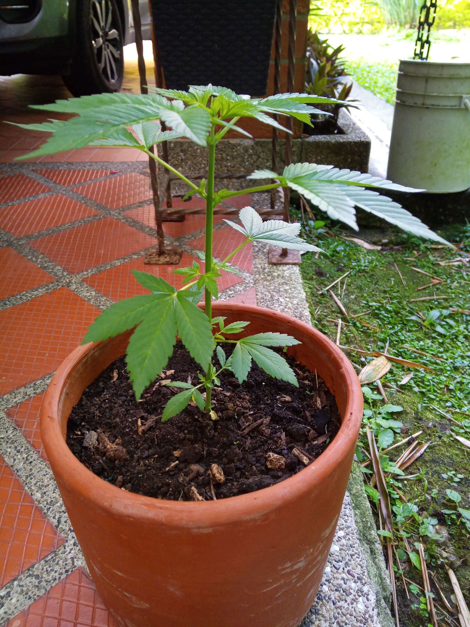 Auto Super Skunk 1 growlog photo 81