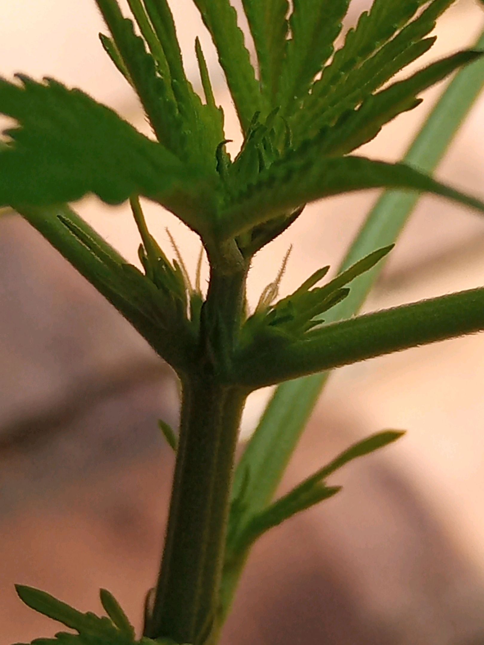 Auto Super Skunk 1 growlog photo 83