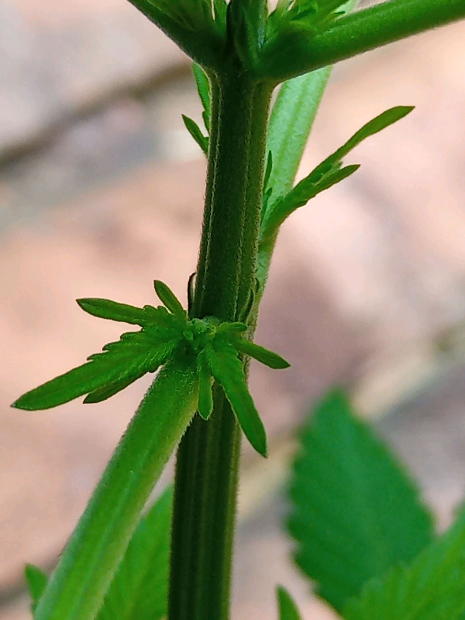 Auto Super Skunk 1 growlog photo 82