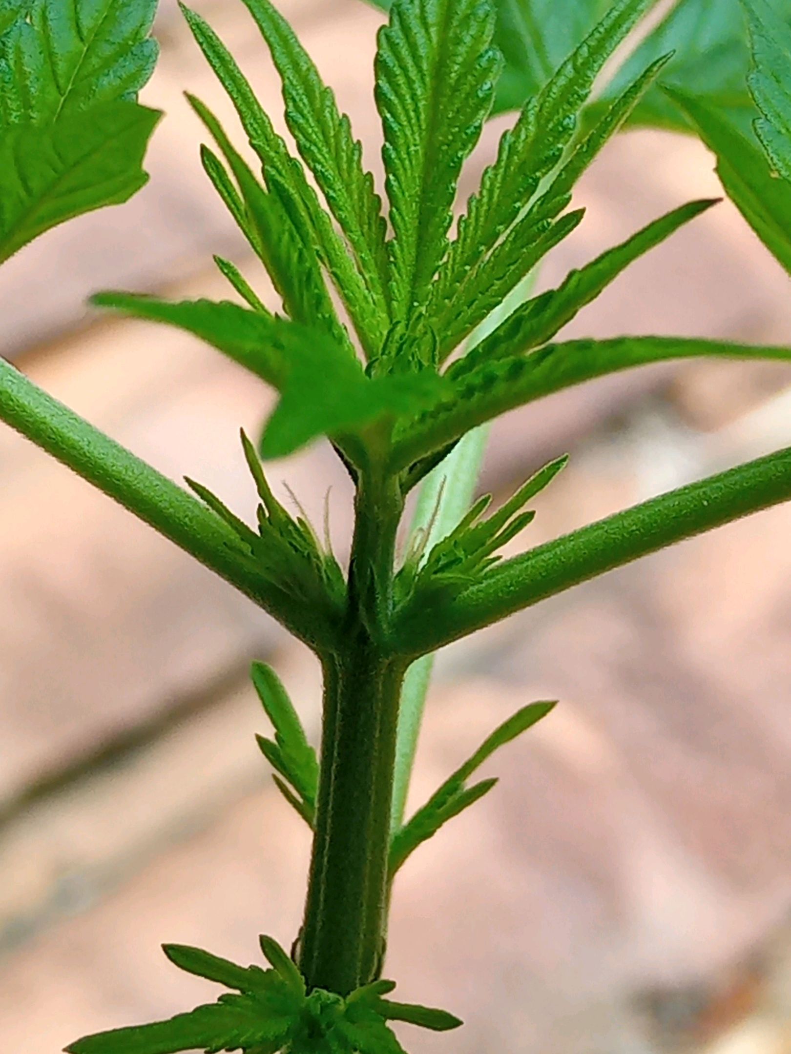 Auto Super Skunk 1 growlog photo 84